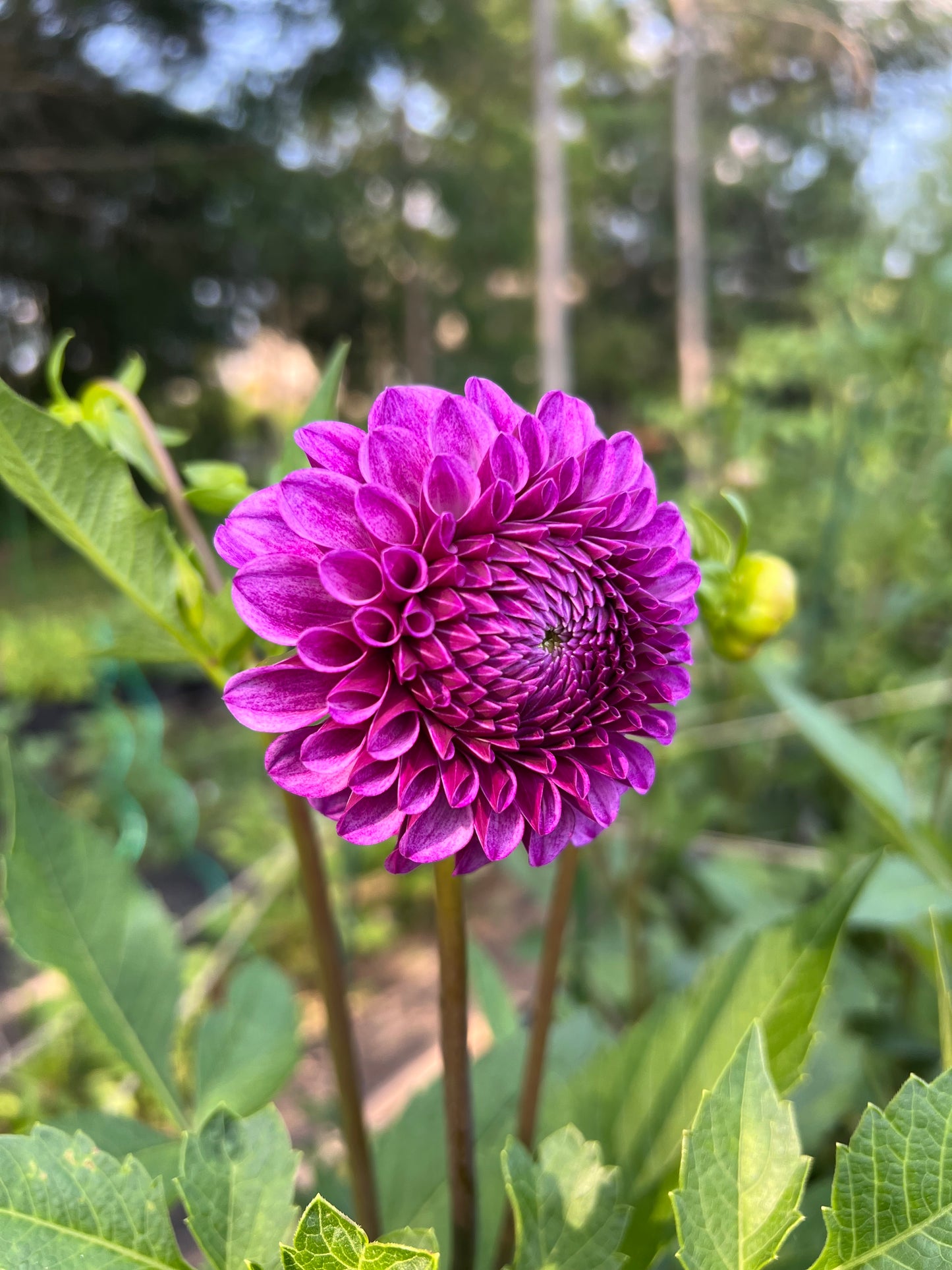 Robann Royal
