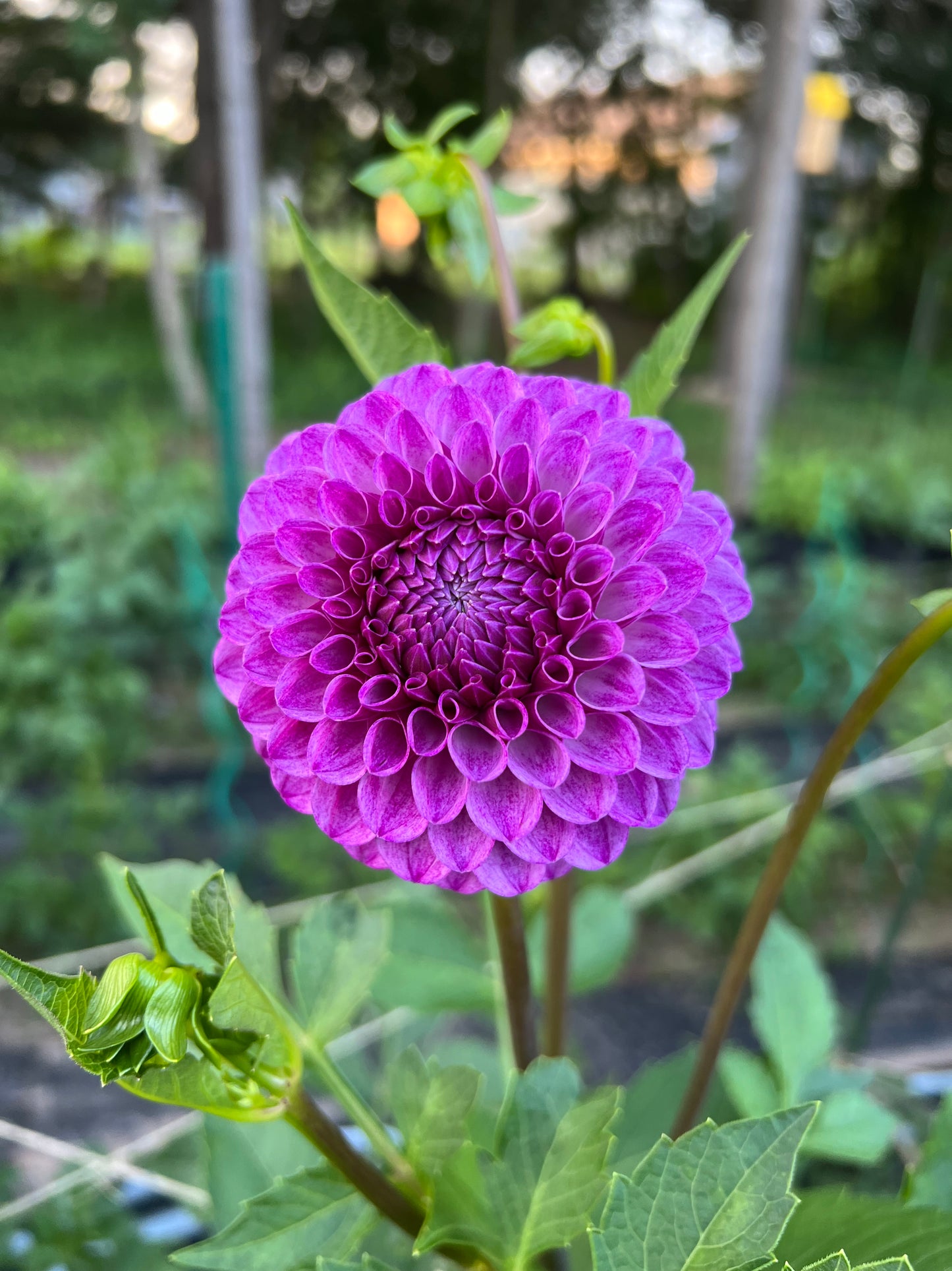 Robann Royal
