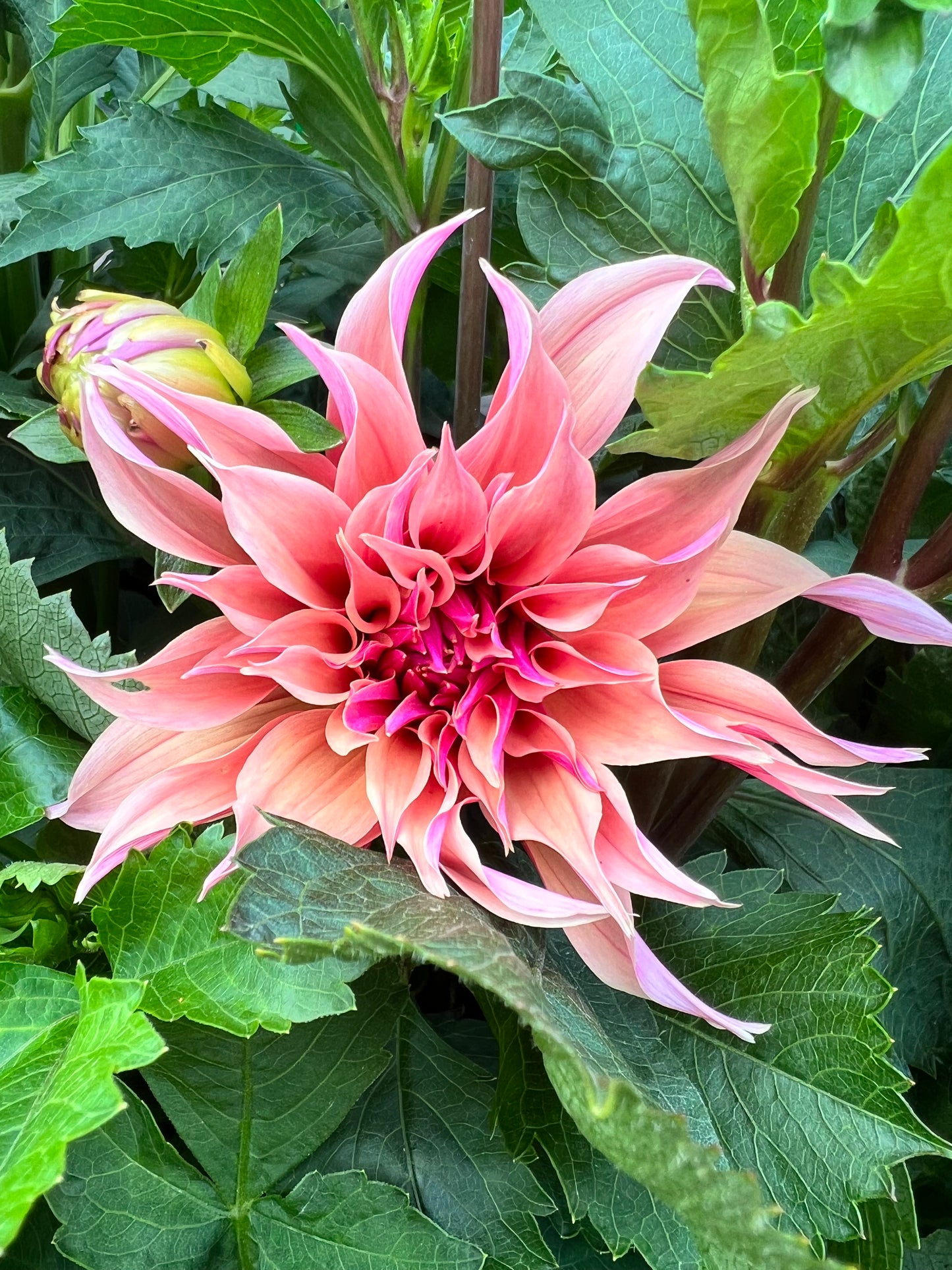 Labyrinth