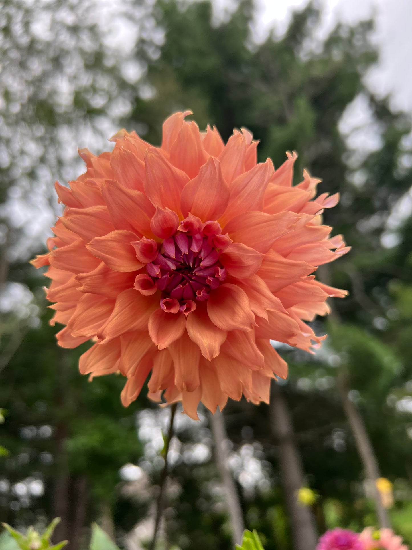 Terracotta