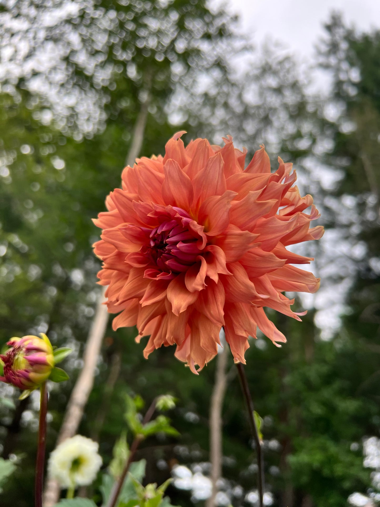 Terracotta