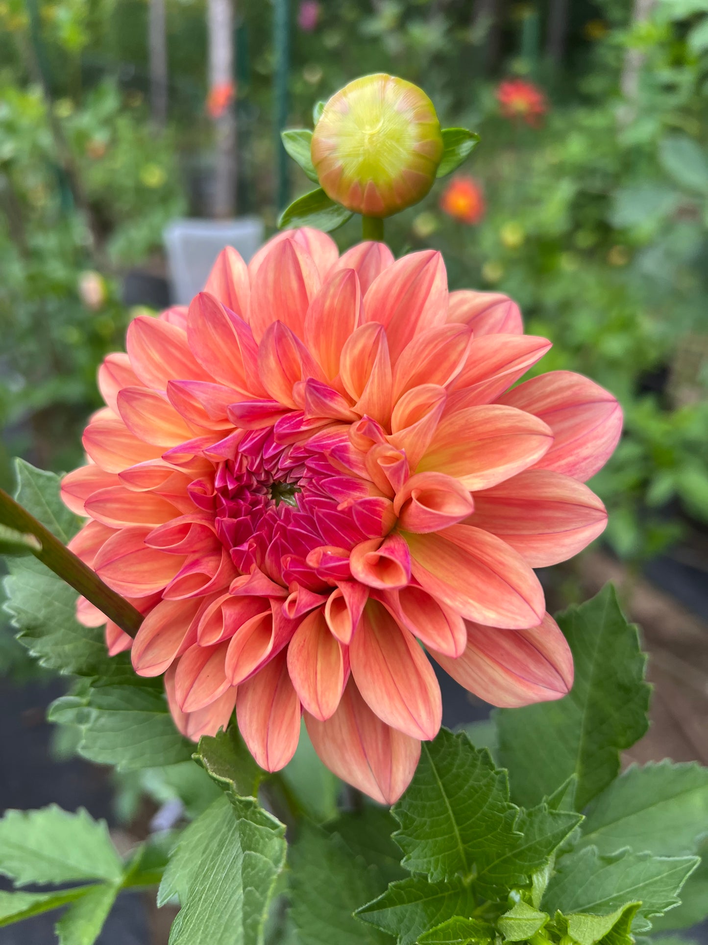 Robann Butterscotch
