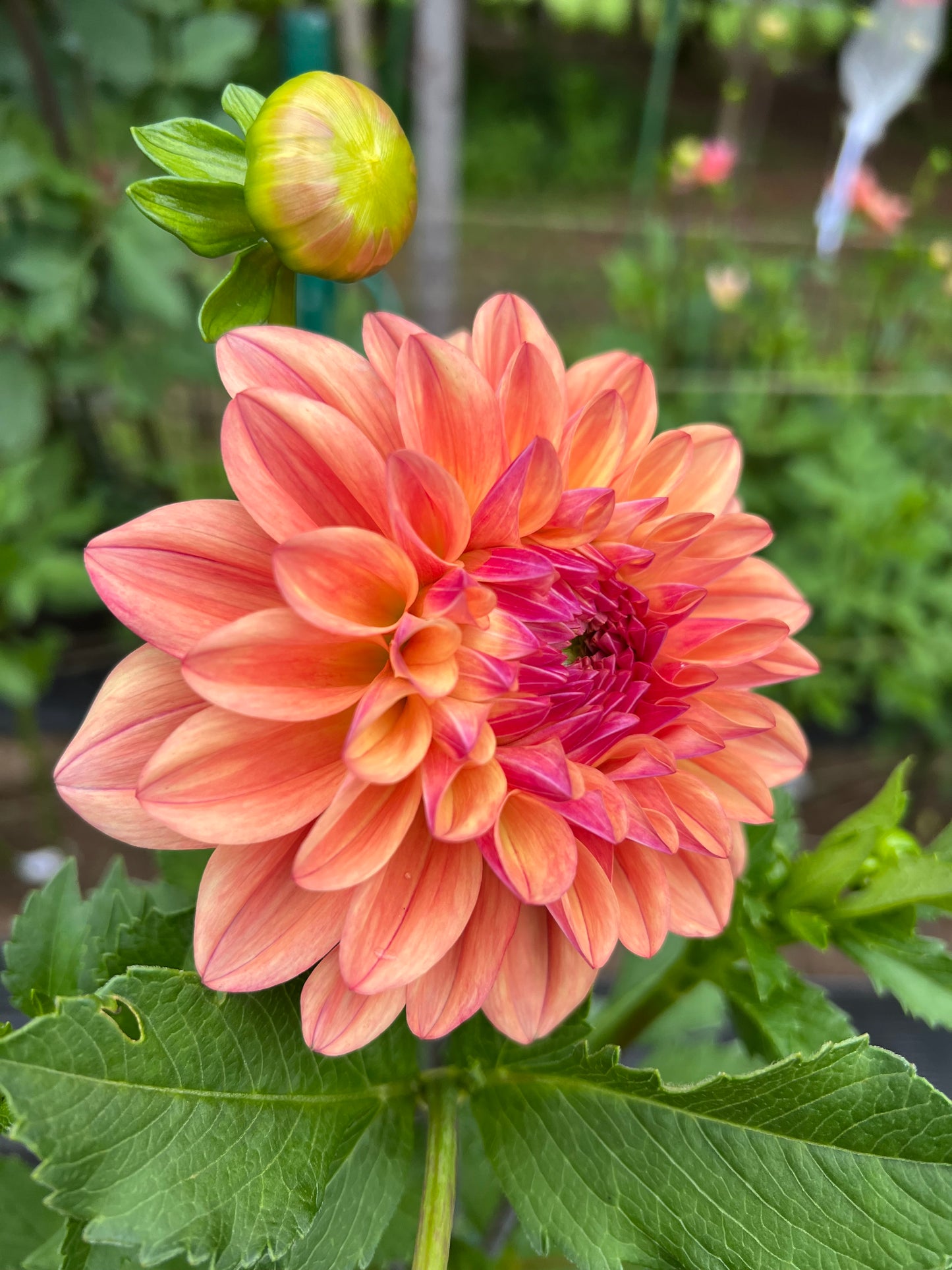 Robann Butterscotch