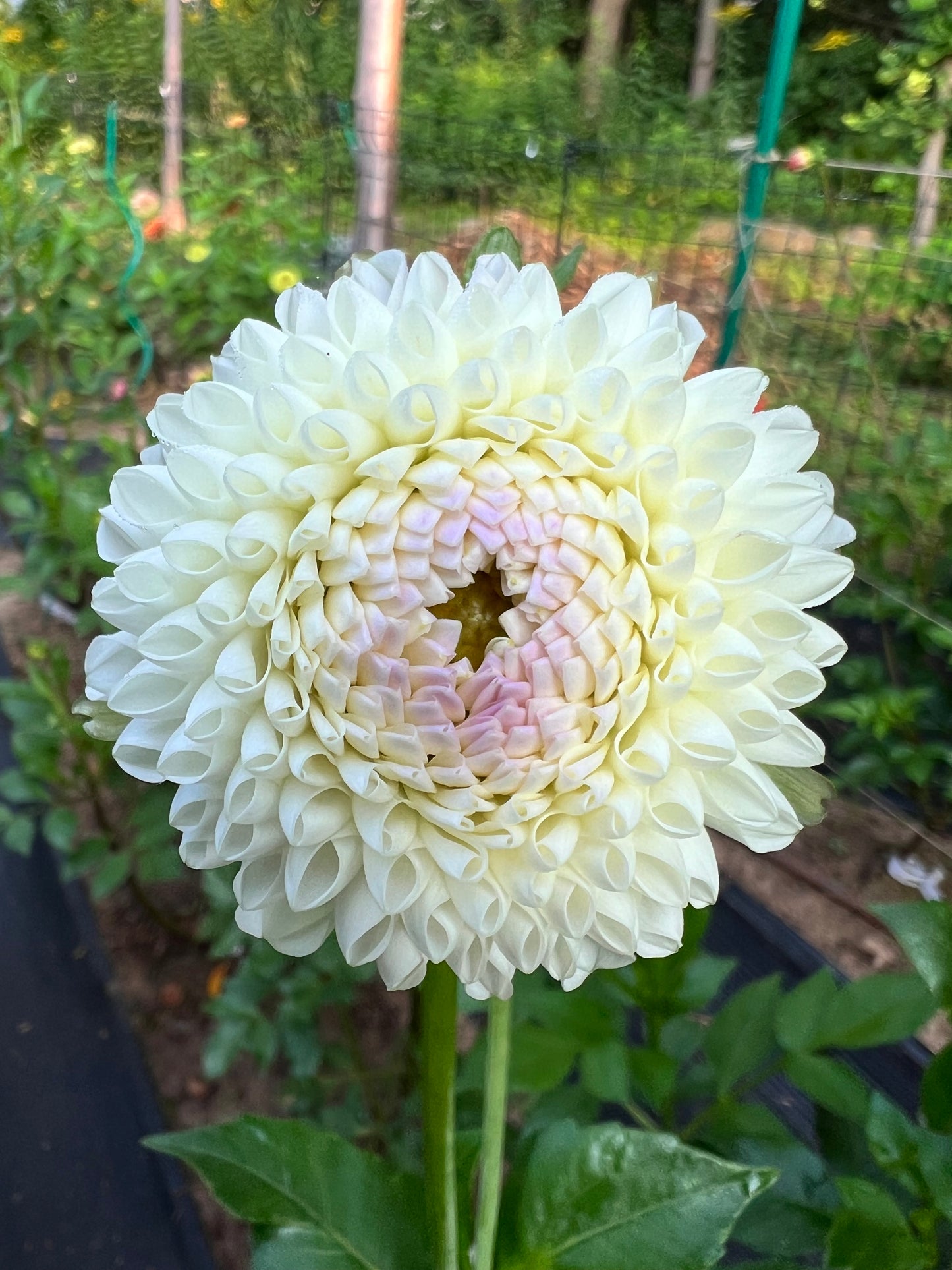 Hollyhill Miss White
