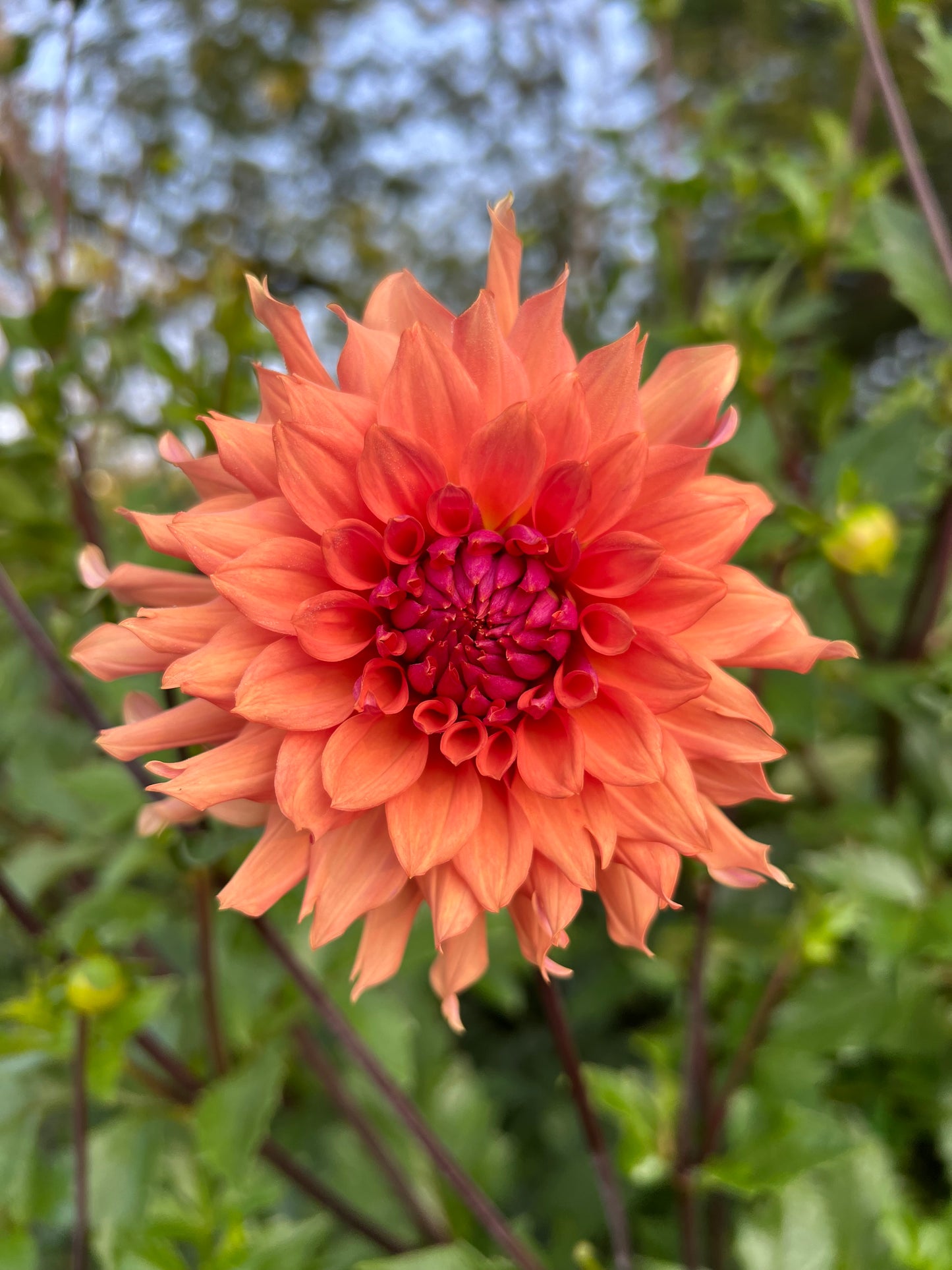 Terracotta