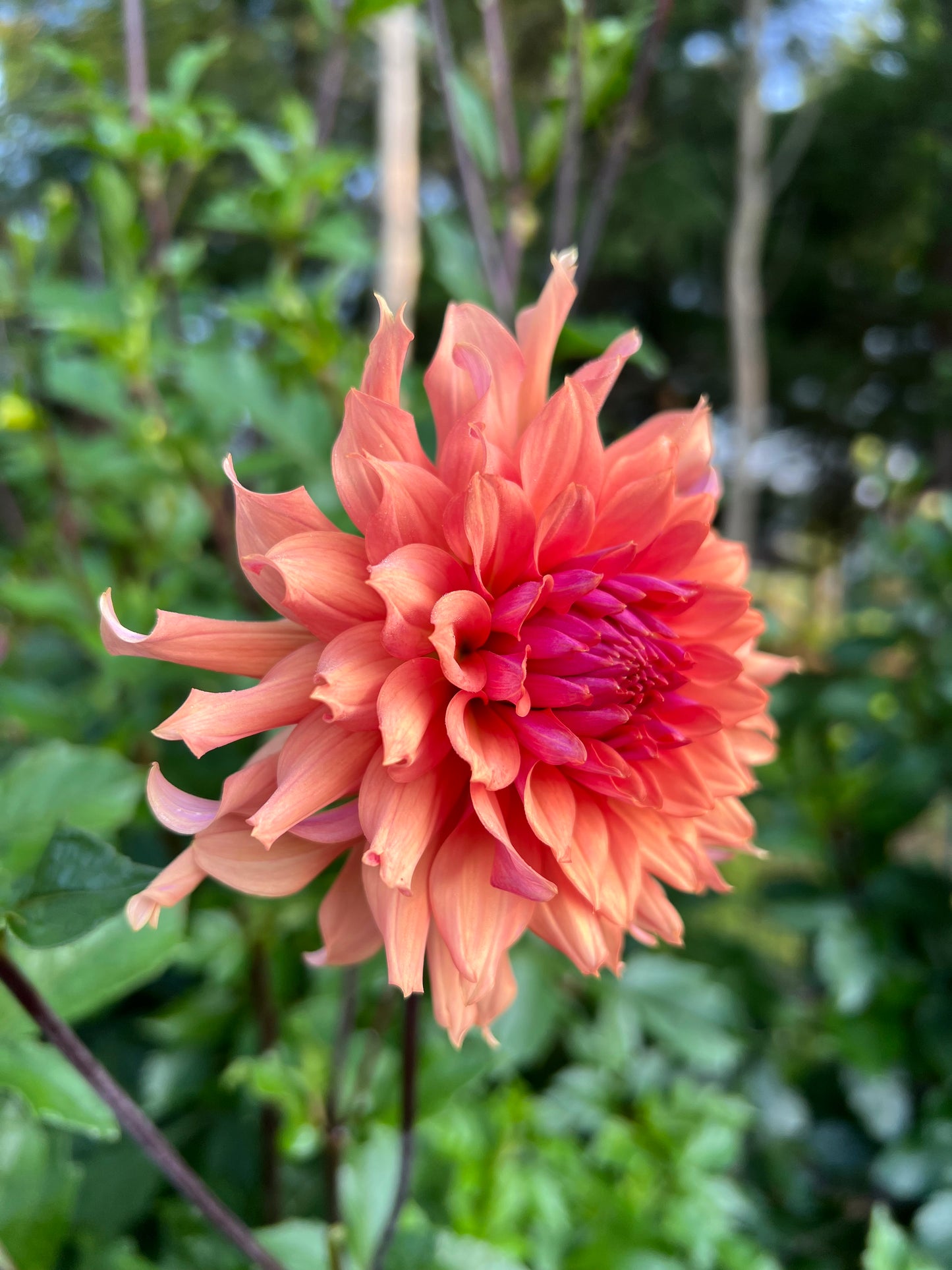 Terracotta