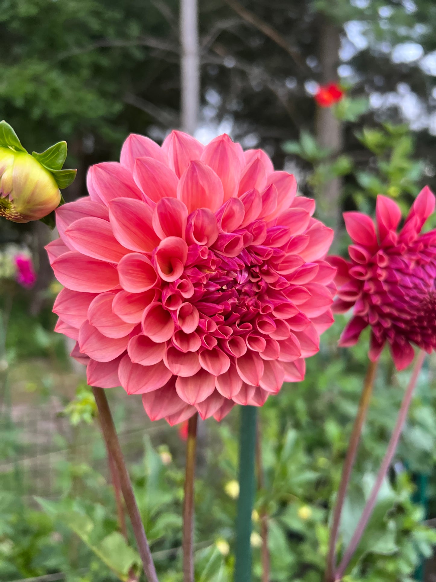 Robann Butterscotch
