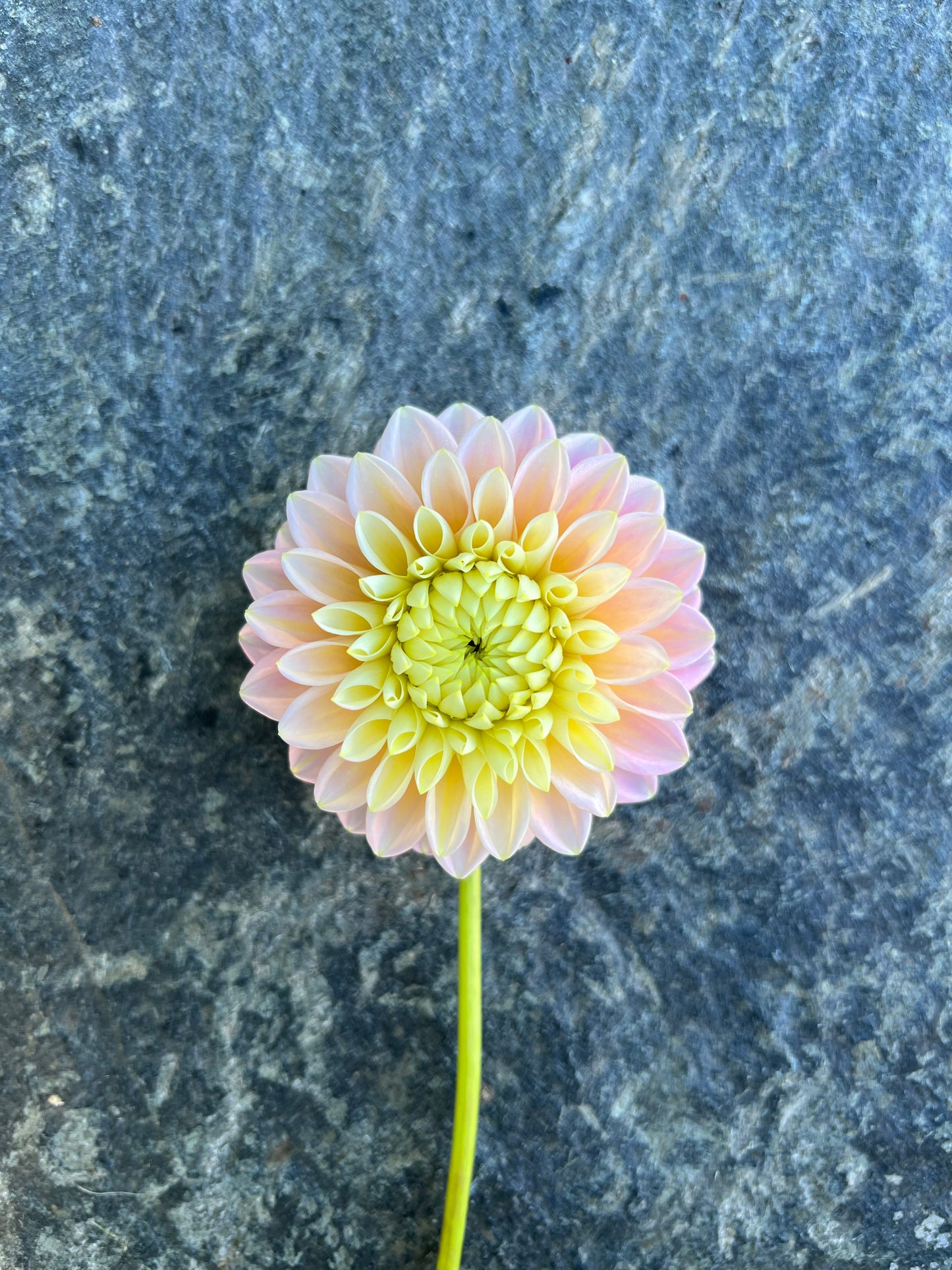 Sugartown Sunrise Dahlia