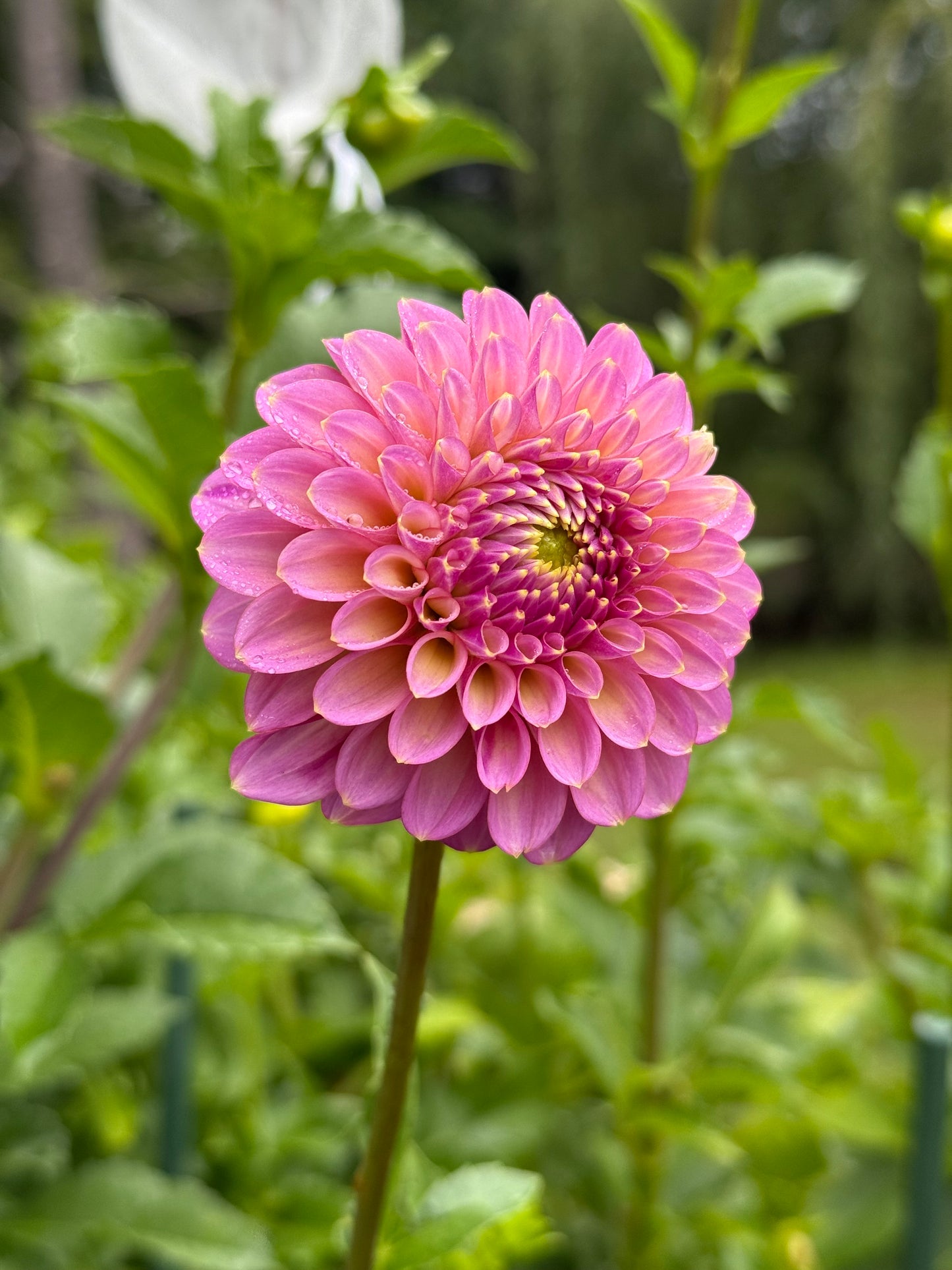 Skipley Spot of Gold