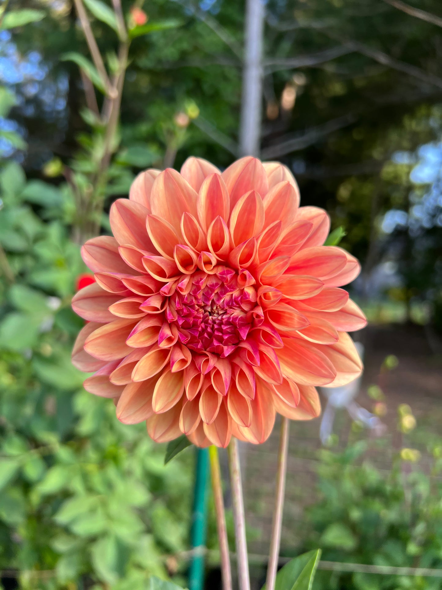 Robann Butterscotch