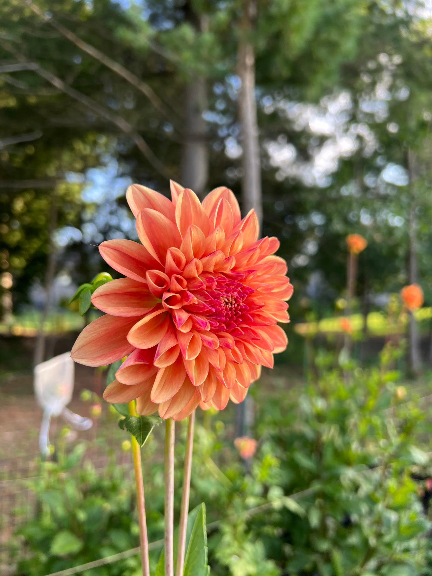 Robann Butterscotch