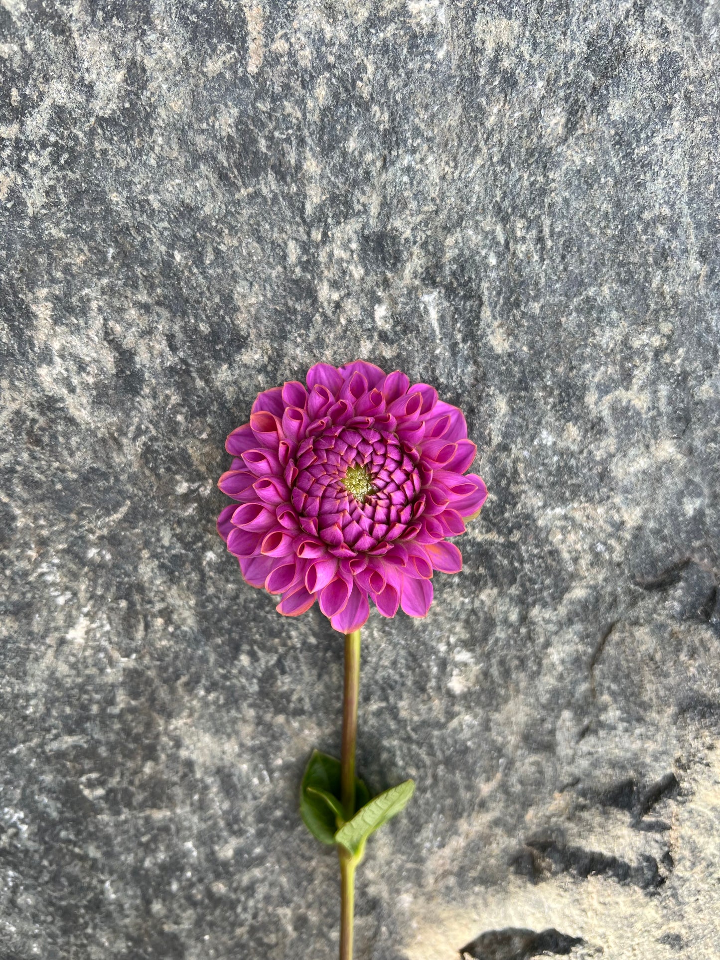 Isabel