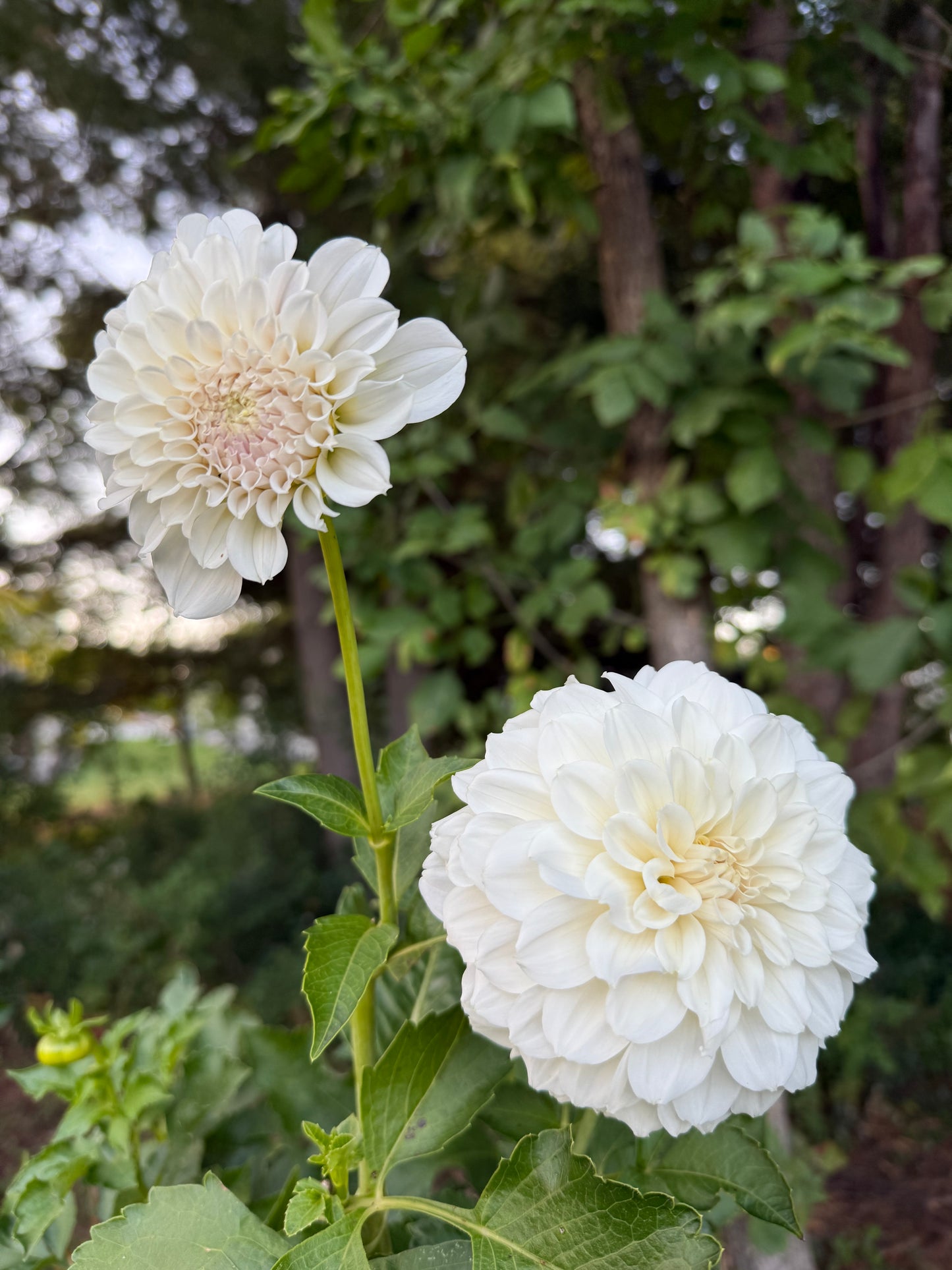 Irish Ruffles