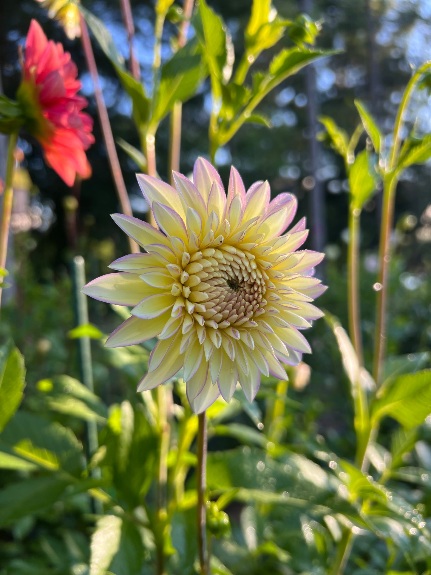 Bloomquist Blush