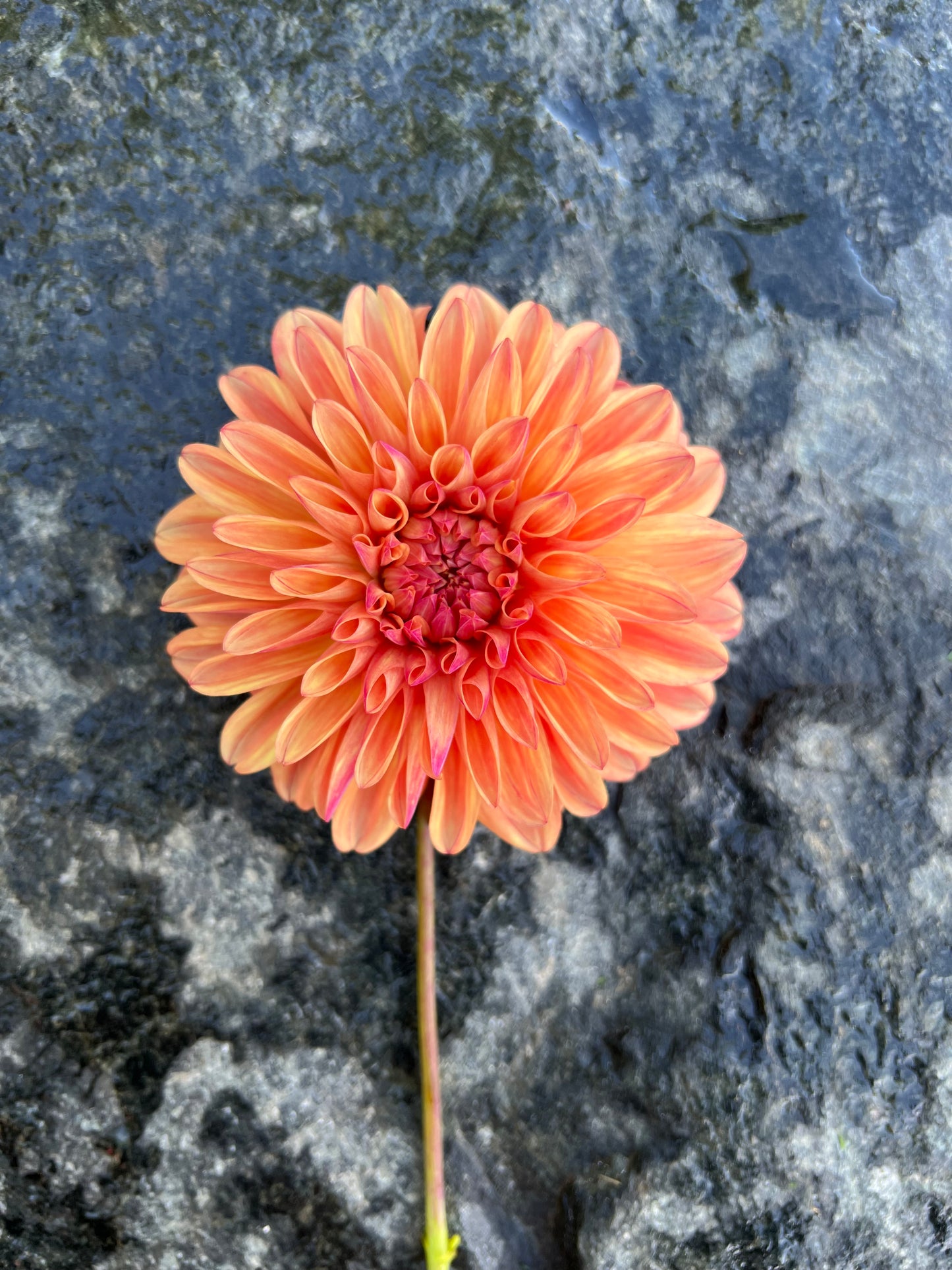 Robann Butterscotch