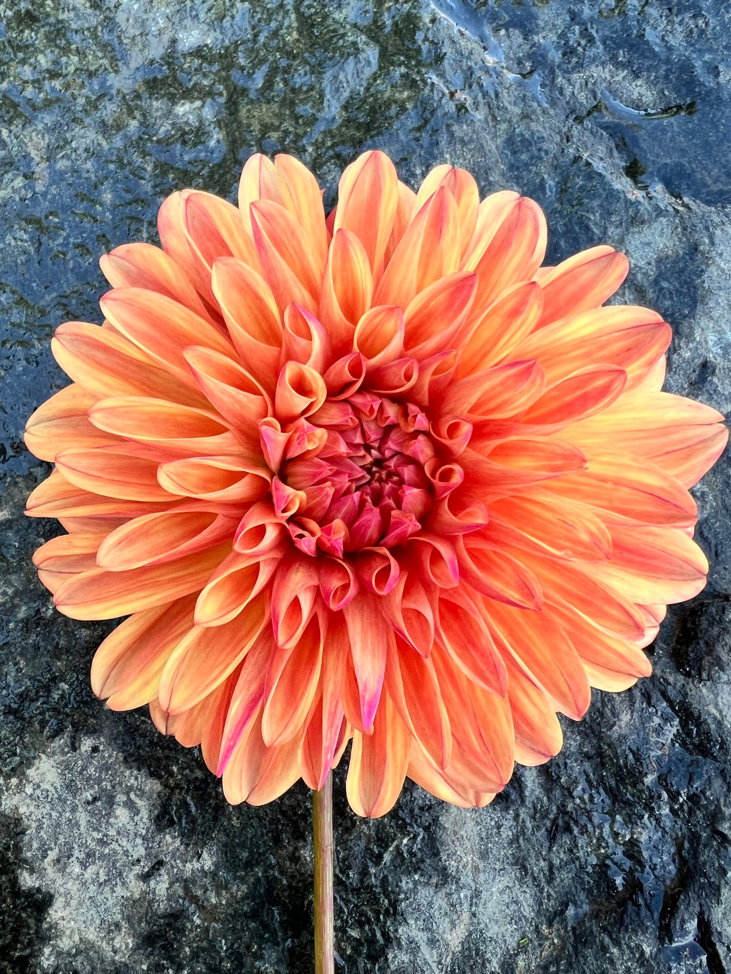 Robann Butterscotch