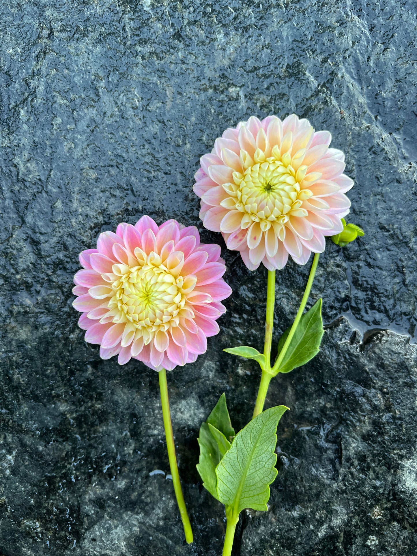 Sugartown Sunrise Dahlia