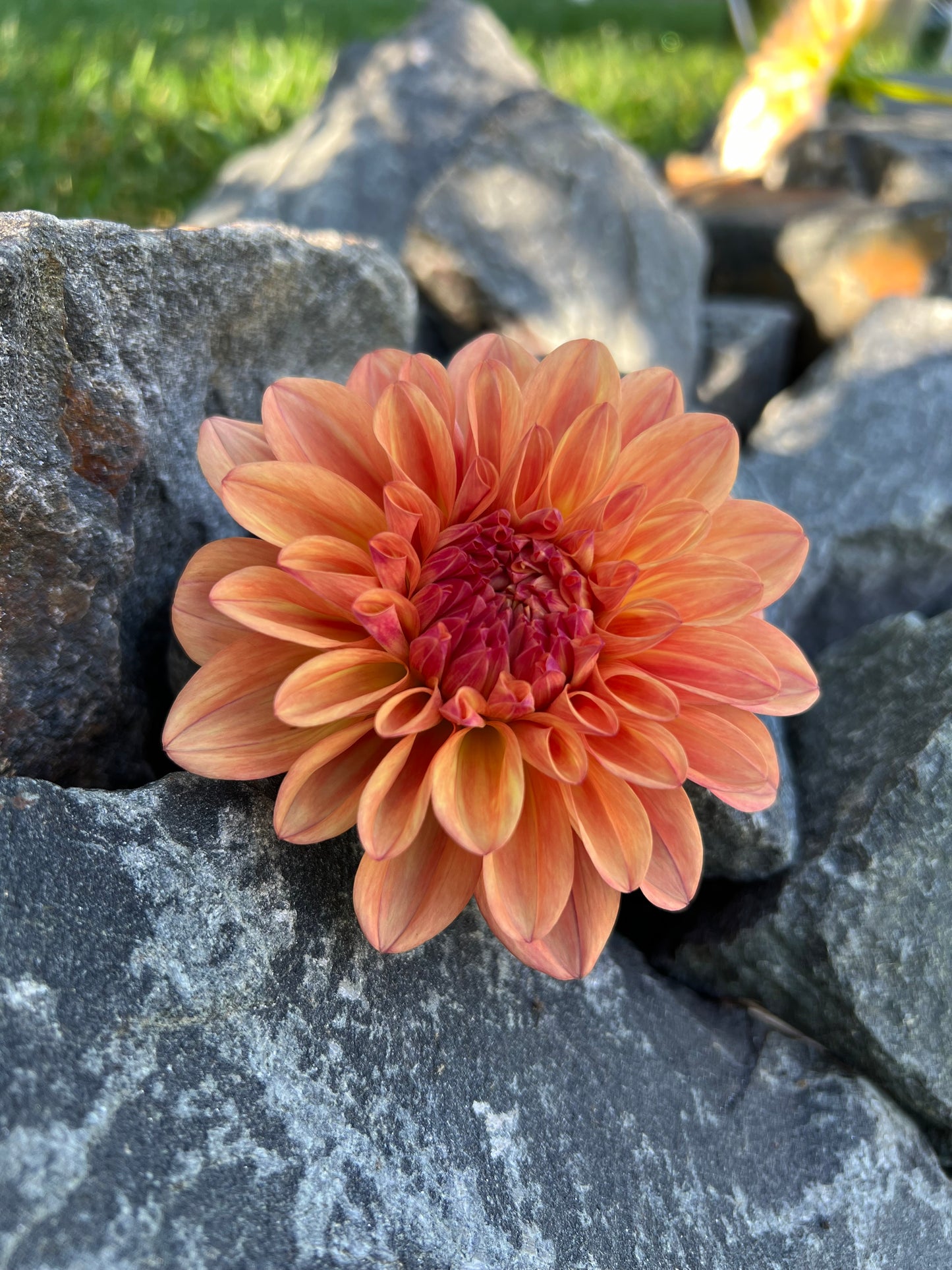 Robann Butterscotch