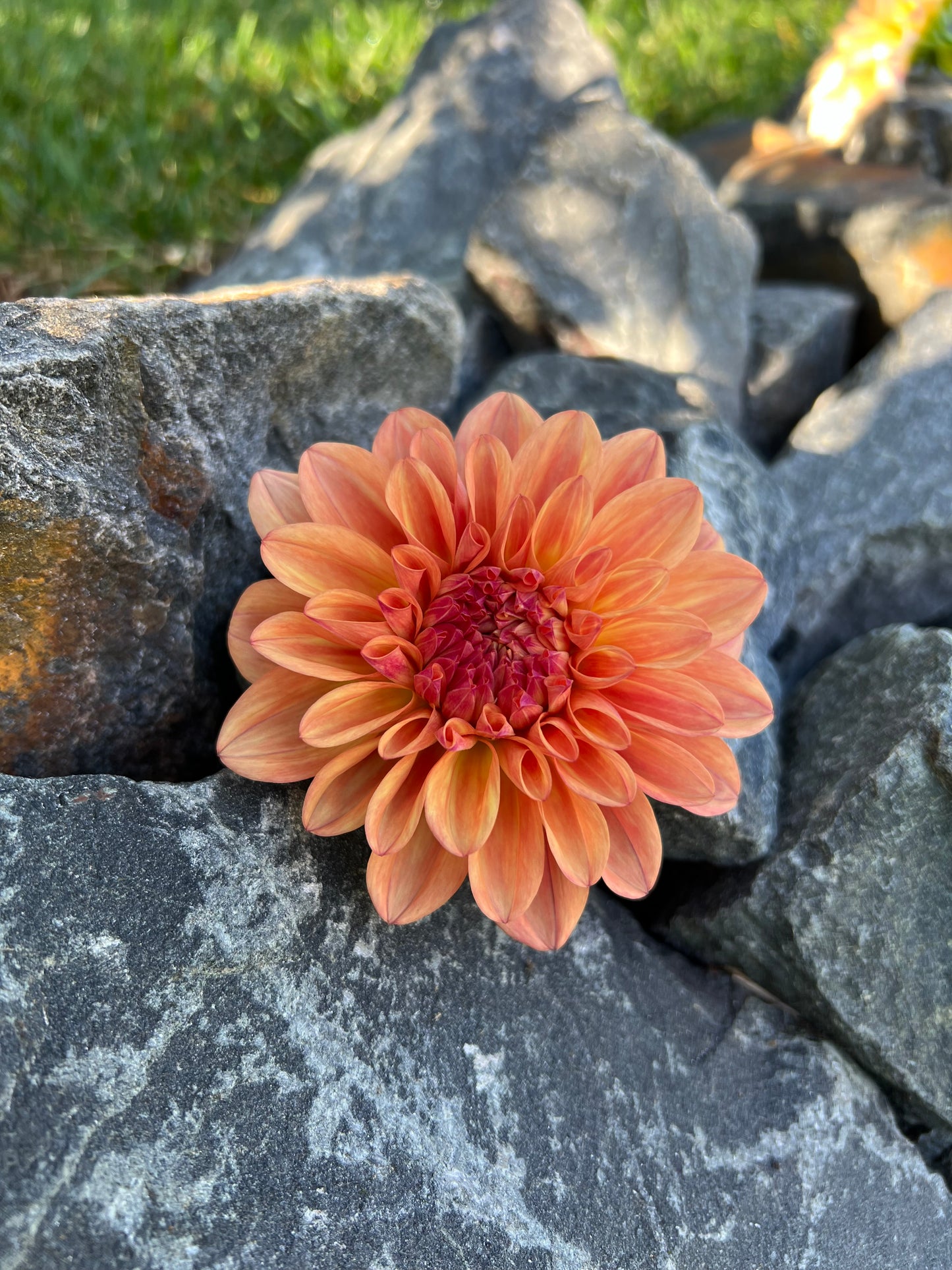 Robann Butterscotch