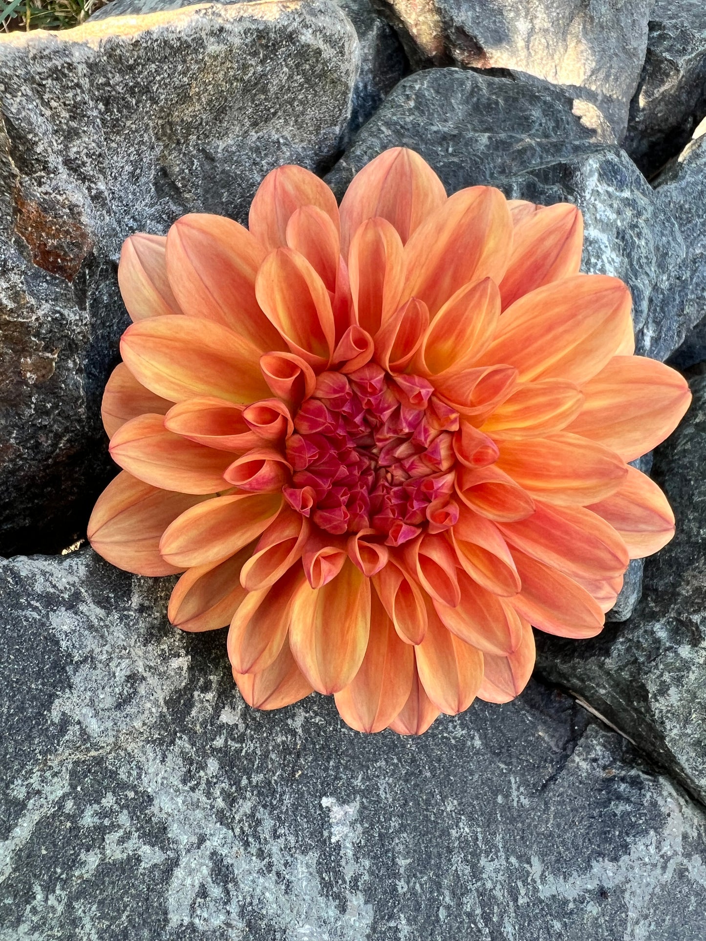 Robann Butterscotch
