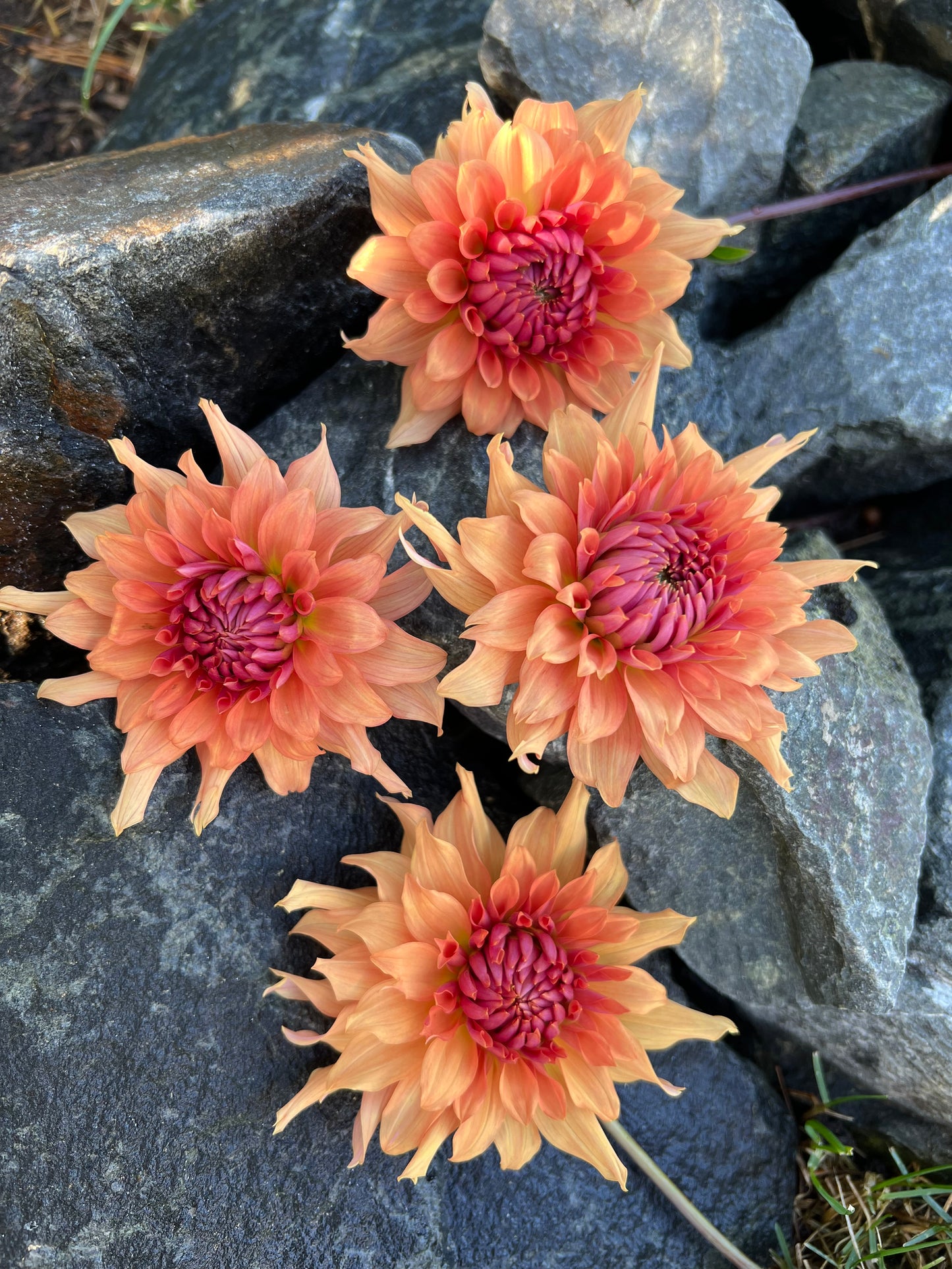 Terracotta