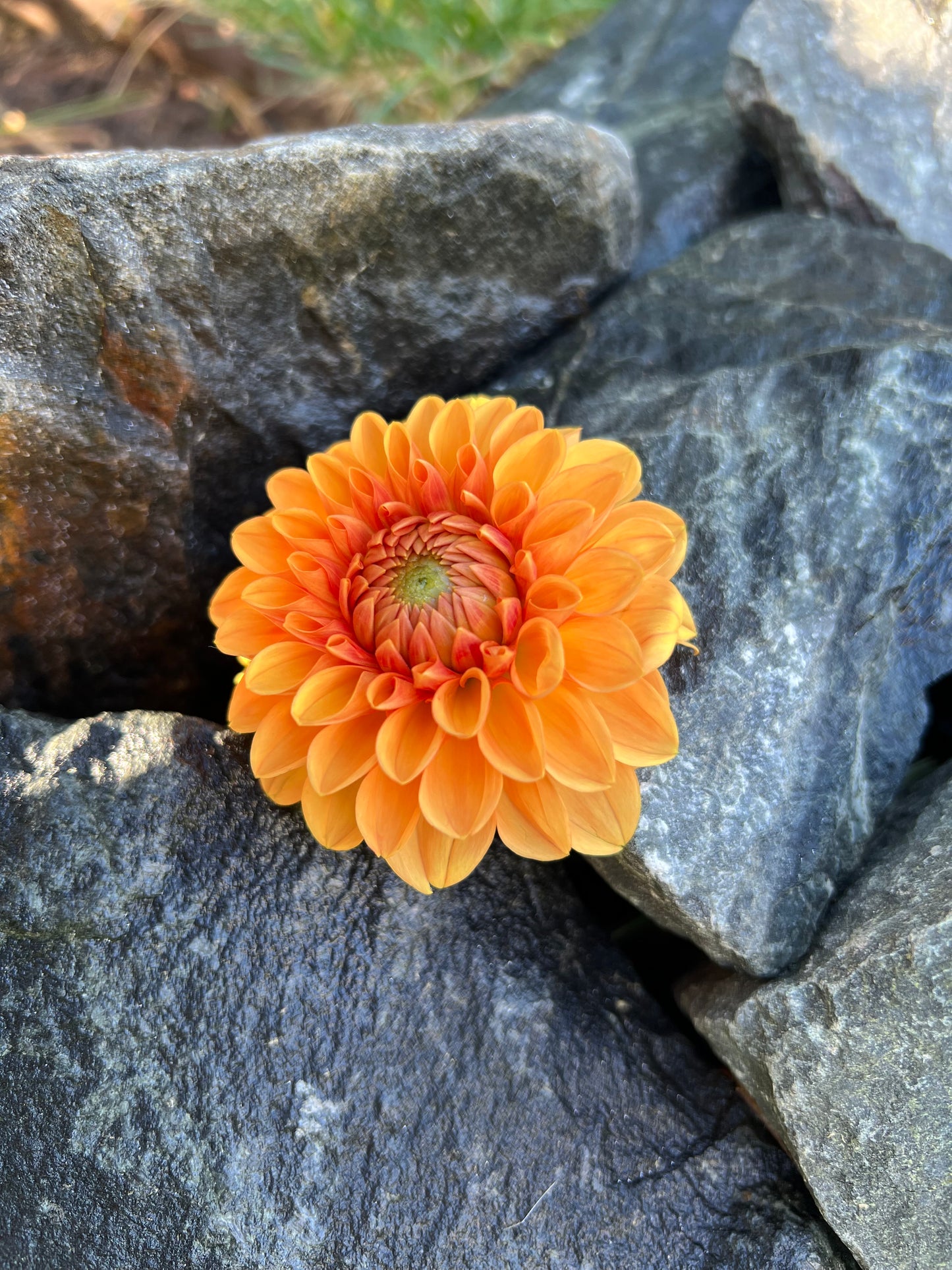 Maarn (Also known as Sylvia)