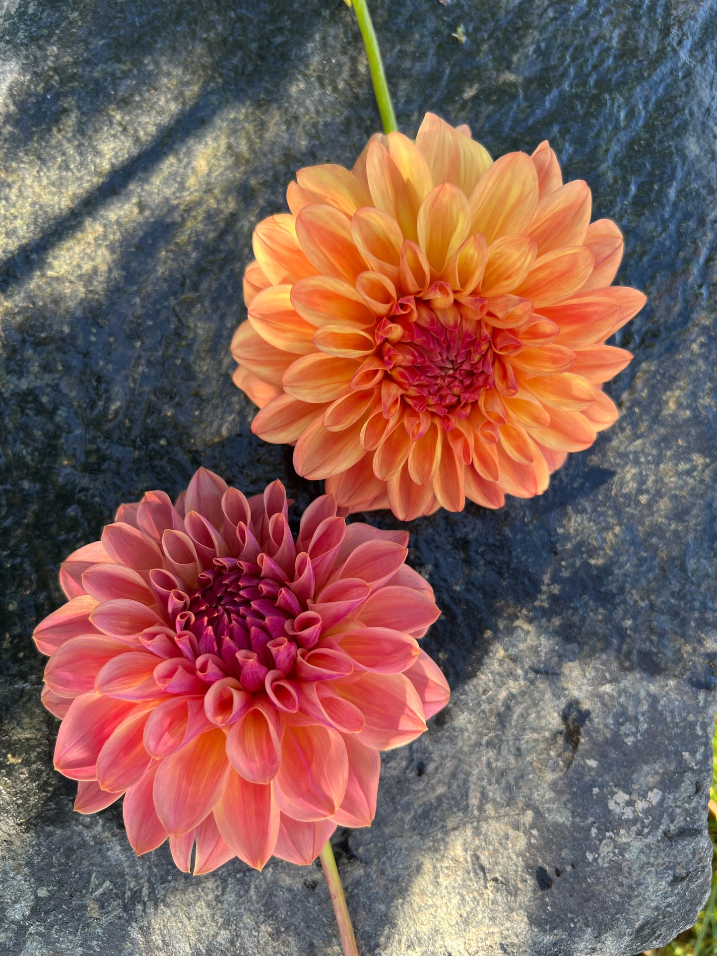 Robann Butterscotch