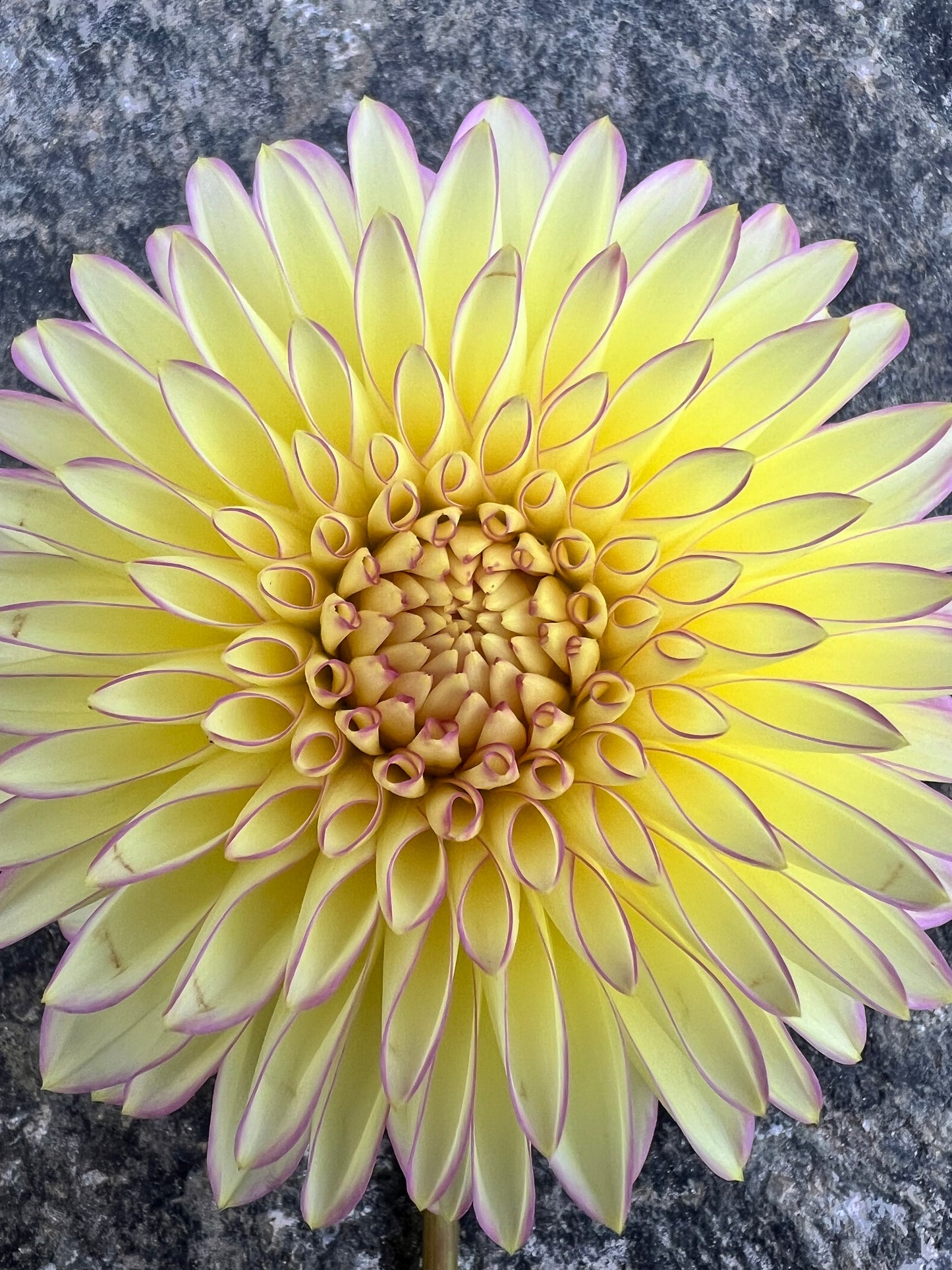 Bloomquist Blush