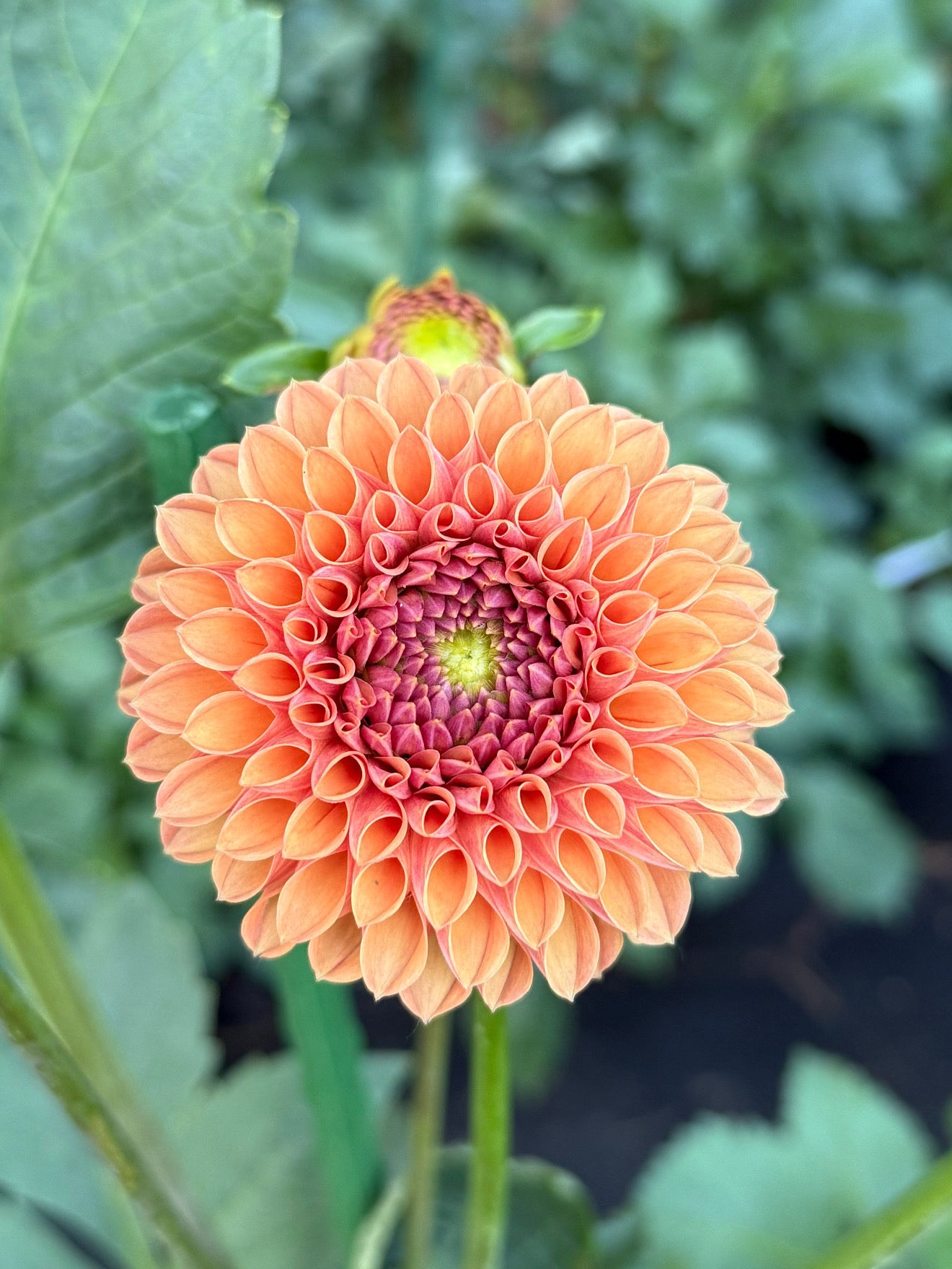 Valley Tawny