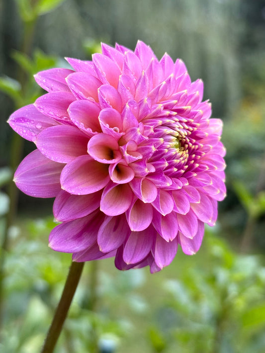 Skipley Spot of Gold