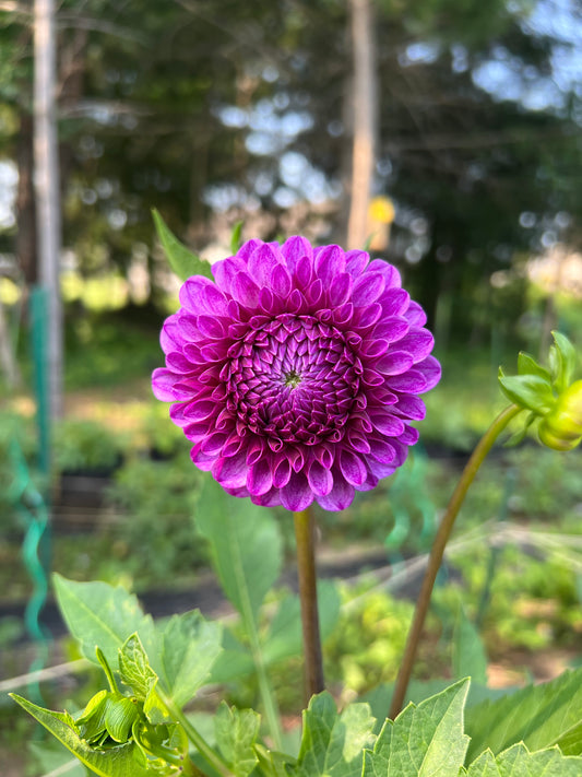Robann Royal