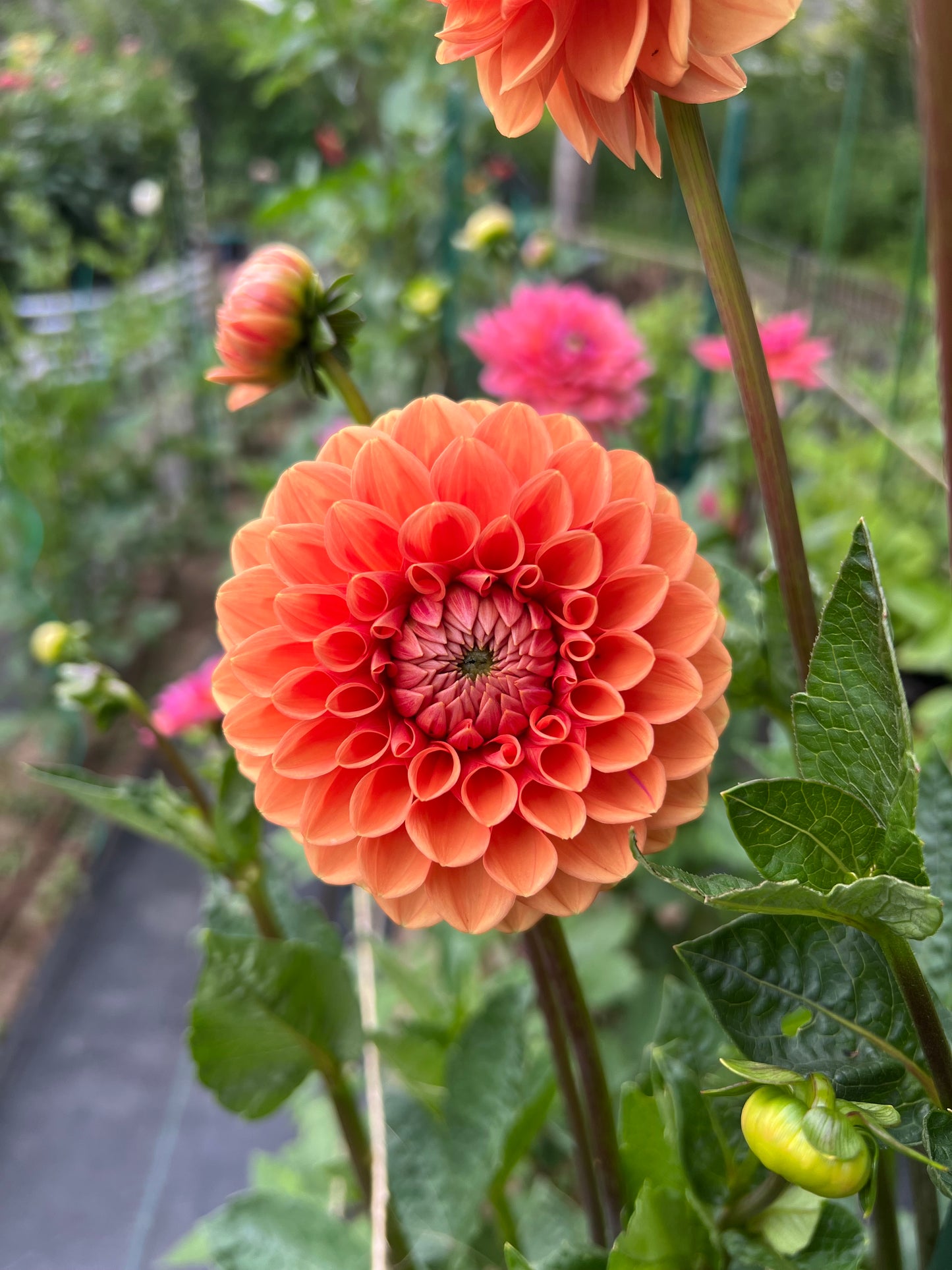 Maarn (Also known as Sylvia)