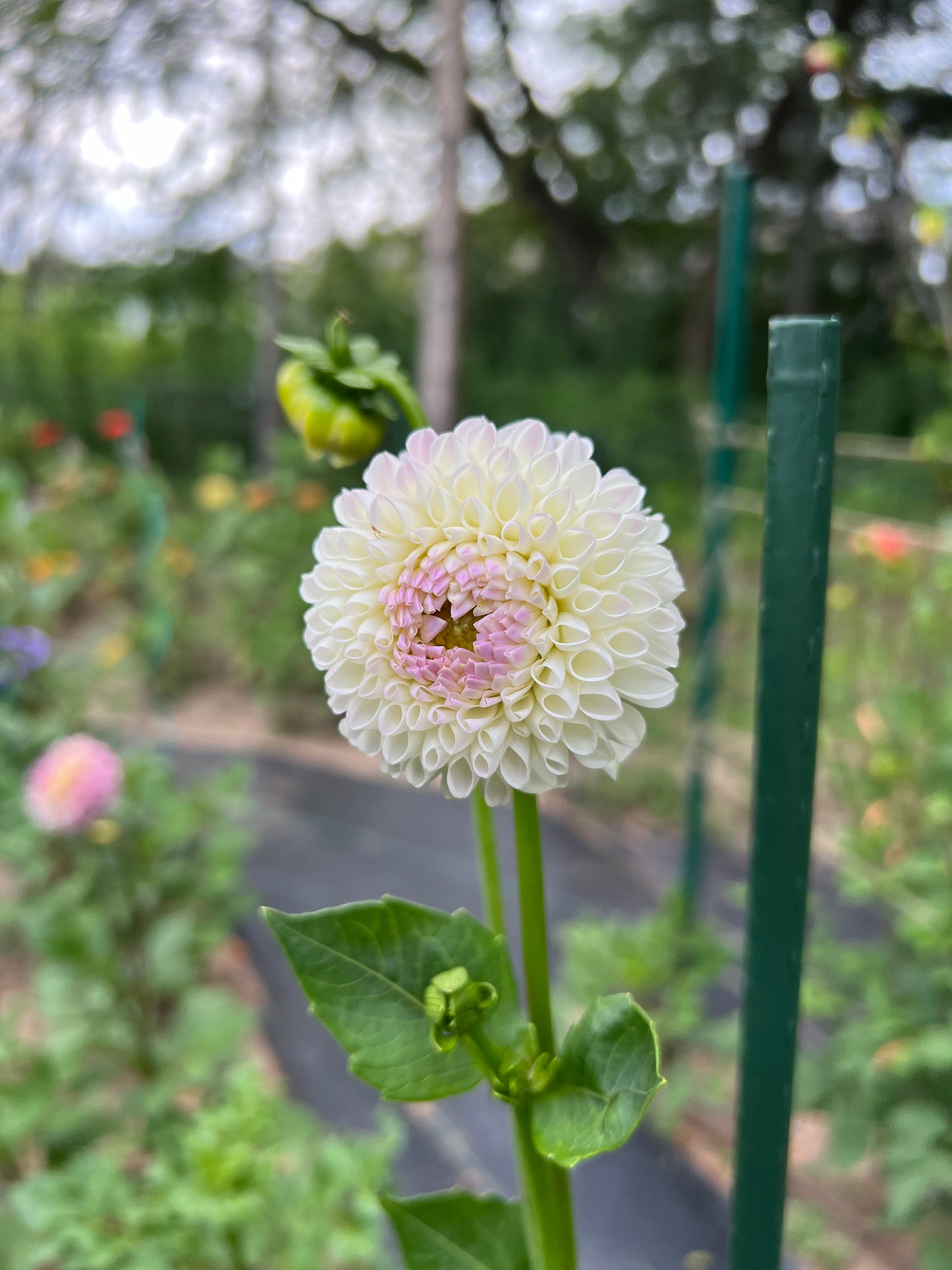Hollyhill Miss White