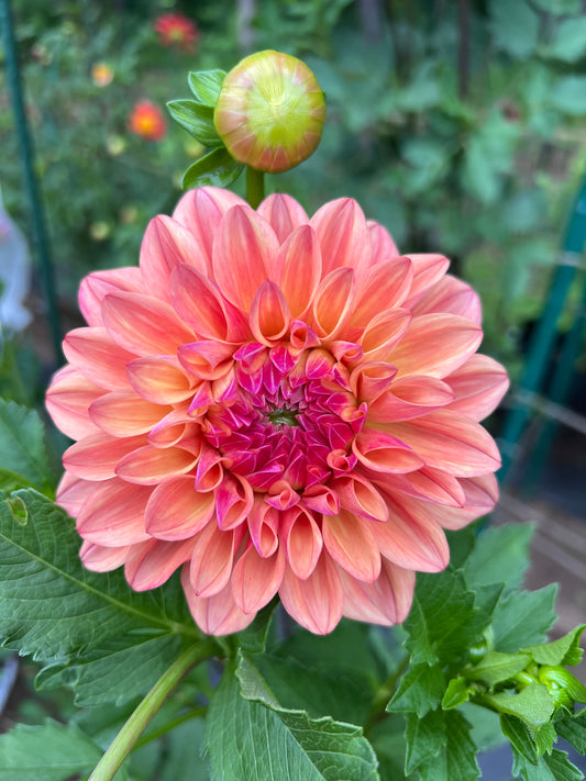 Robann Butterscotch