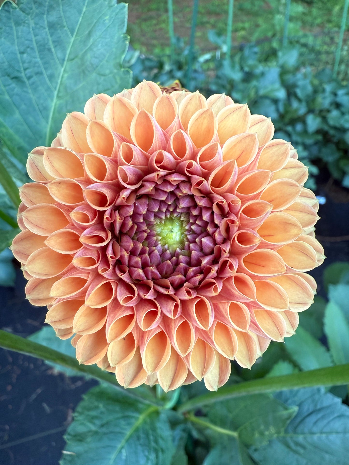 Valley Tawny