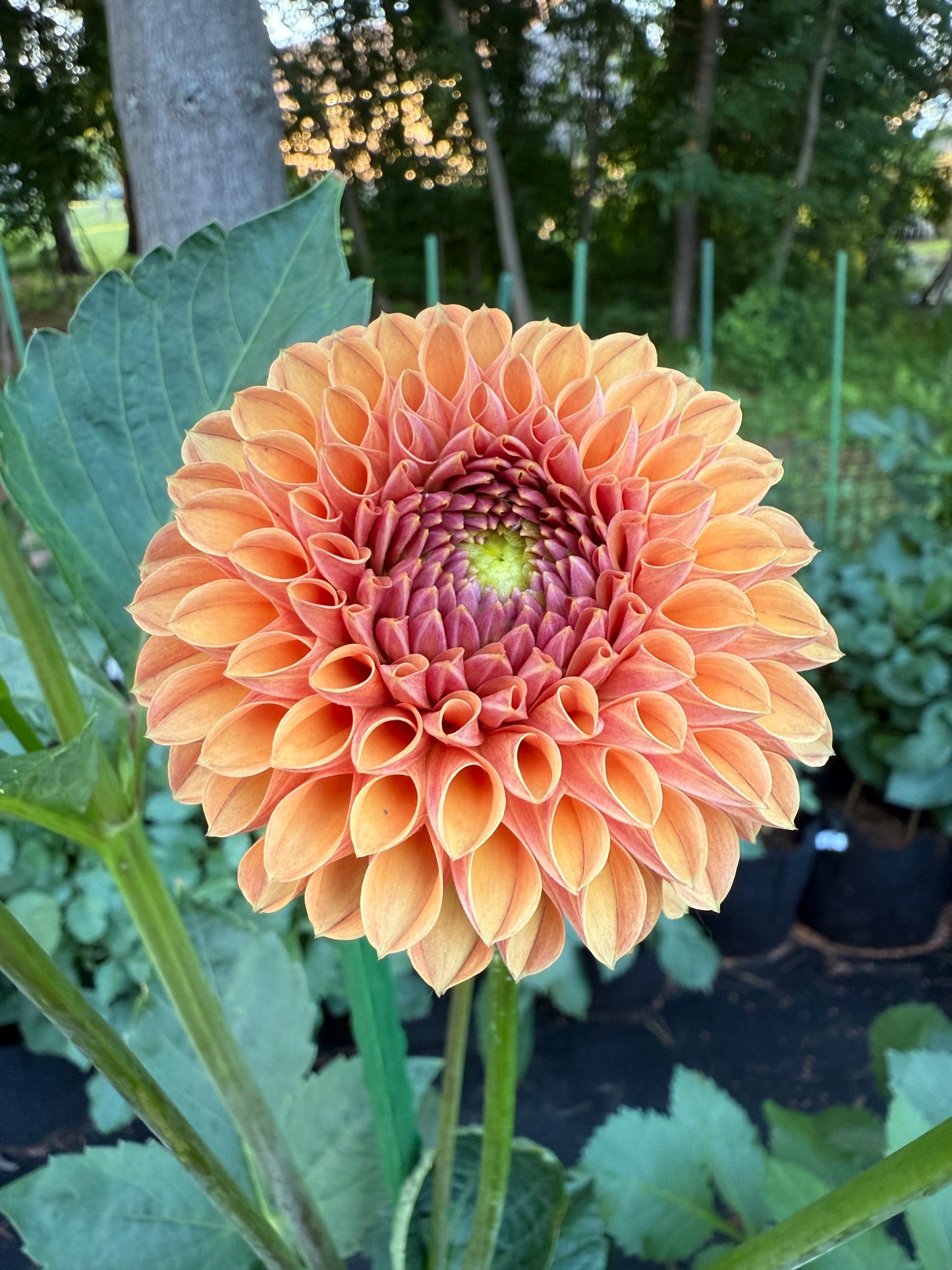 Valley Tawny