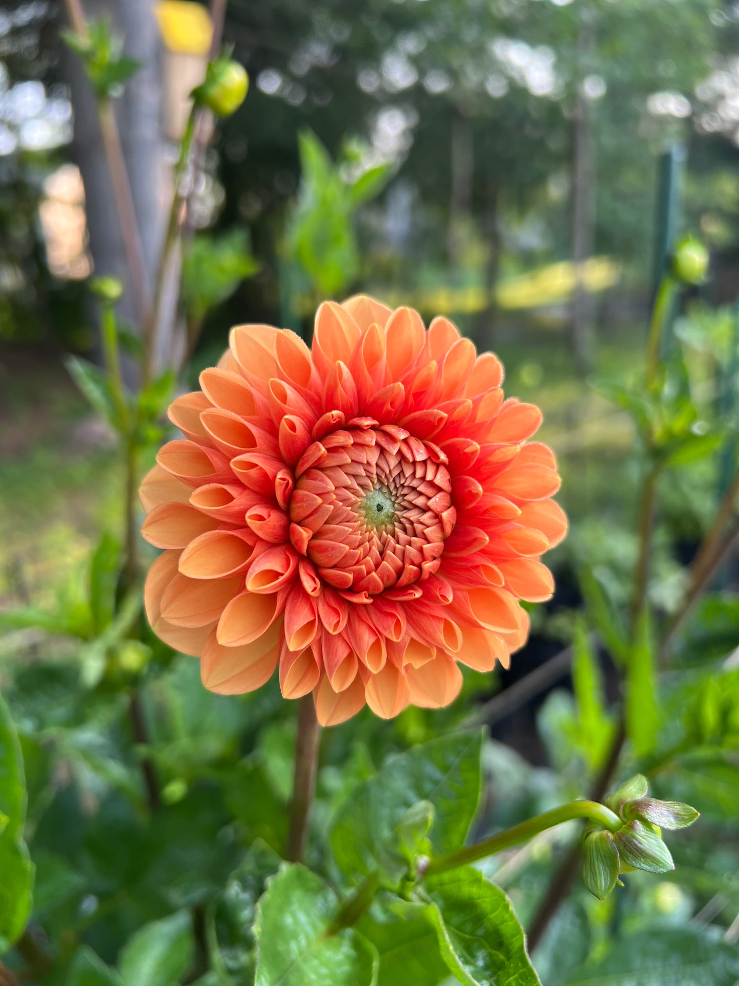 Maarn (Also known as Sylvia)