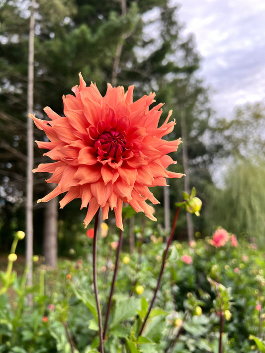 Terracotta