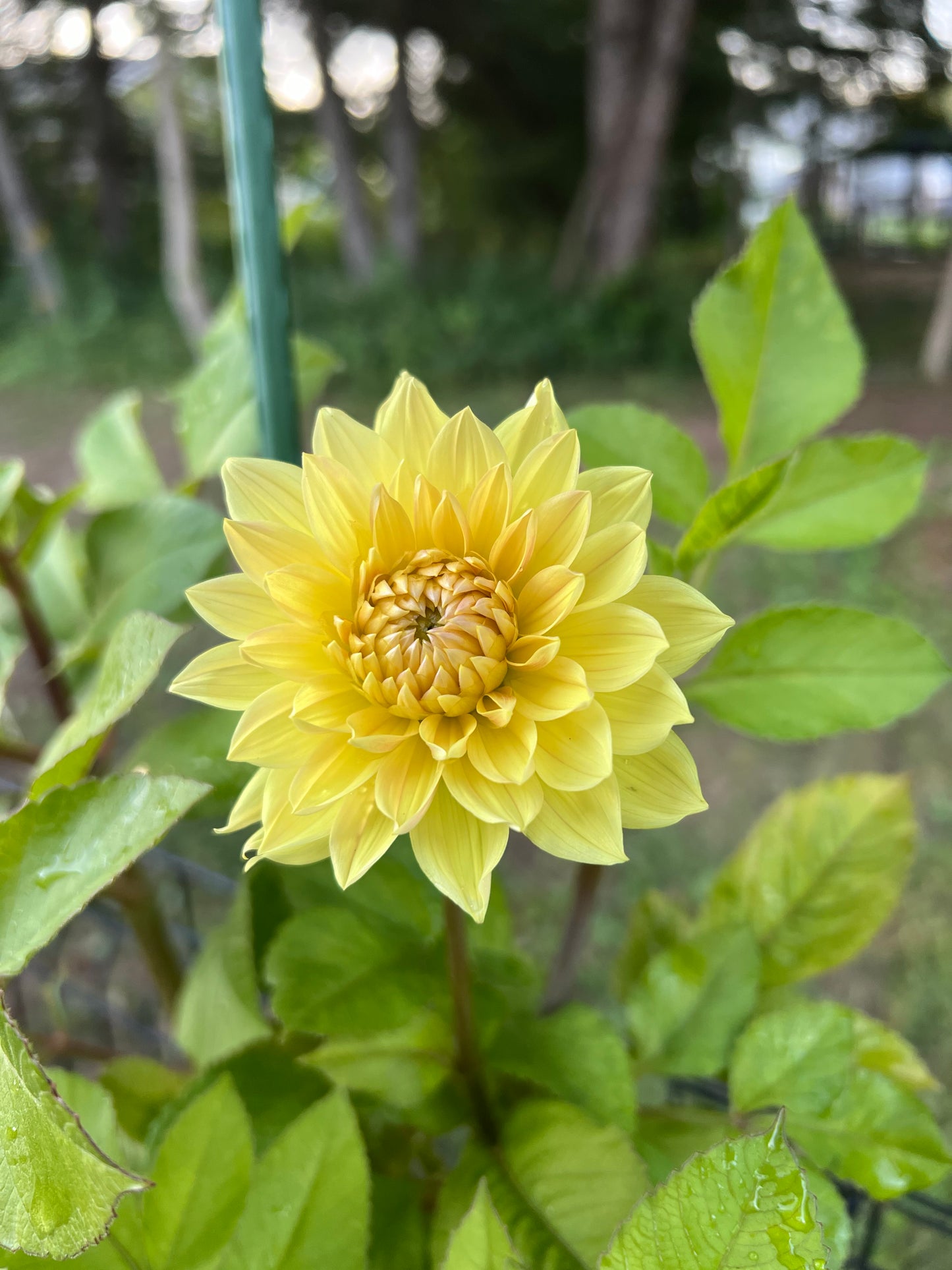 Coseytown Goldilocks