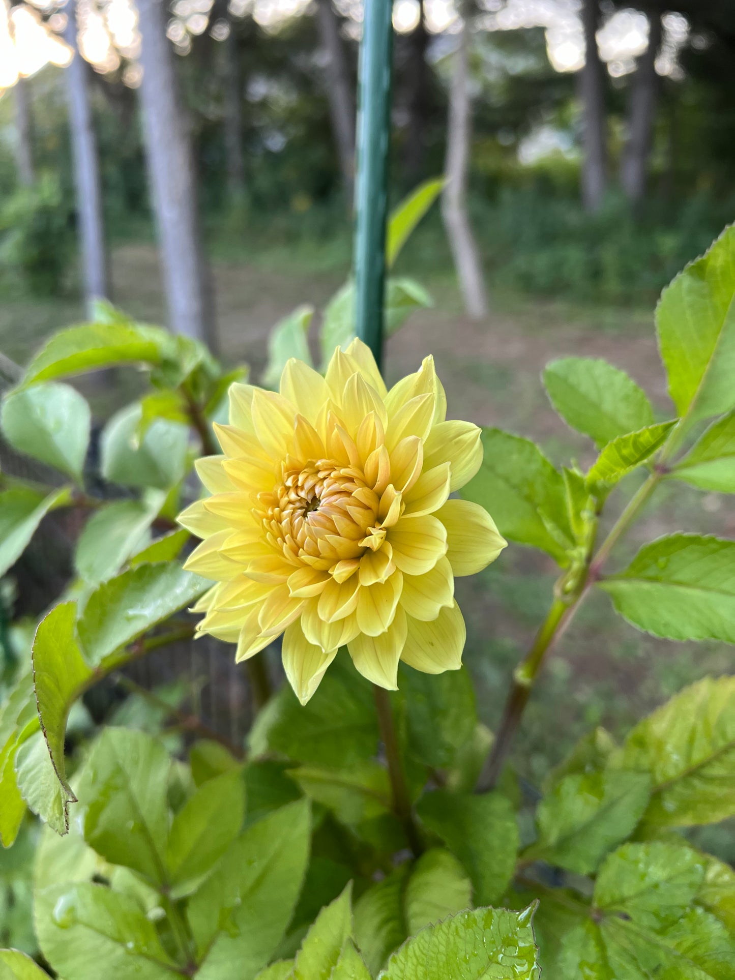 Coseytown Goldilocks