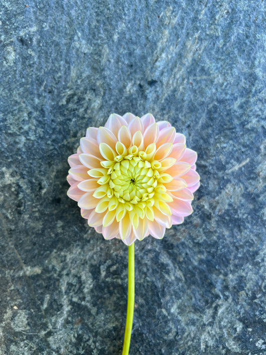 Sugartown Sunrise Dahlia