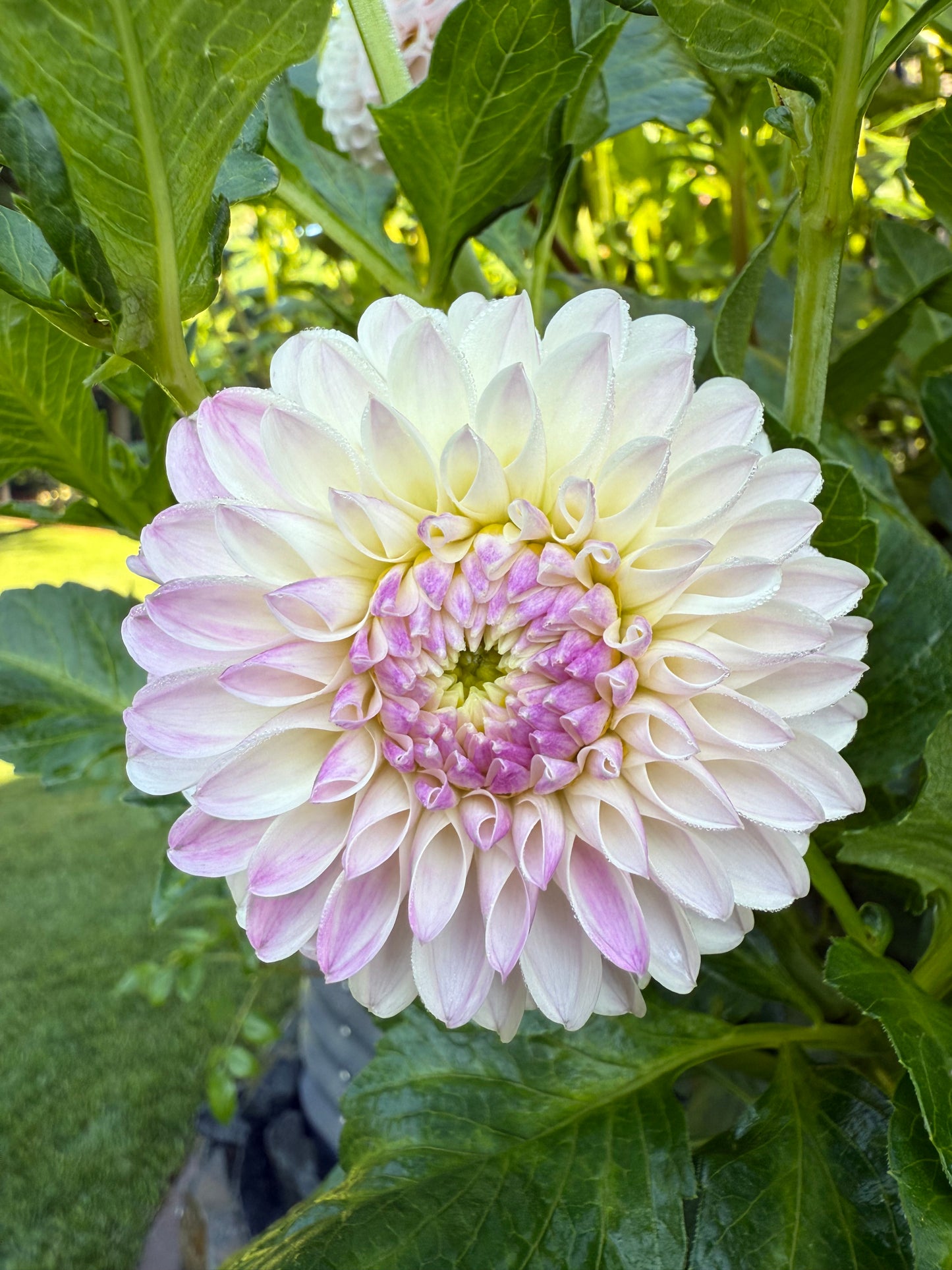 Tahoma Kelli