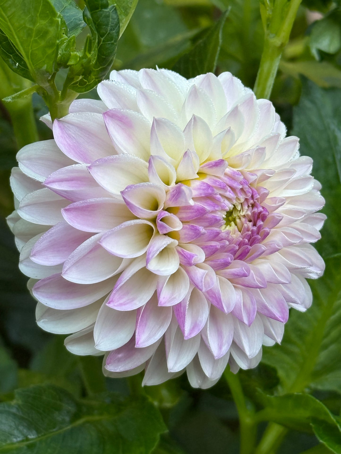 Tahoma Kelli