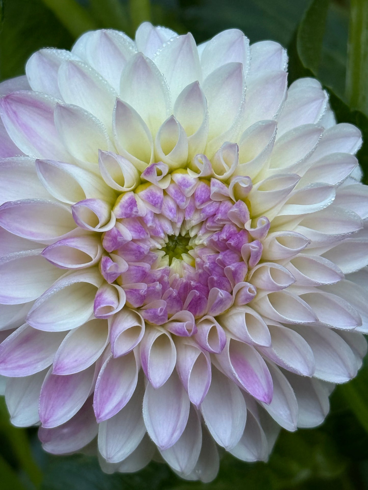 Tahoma Kelli