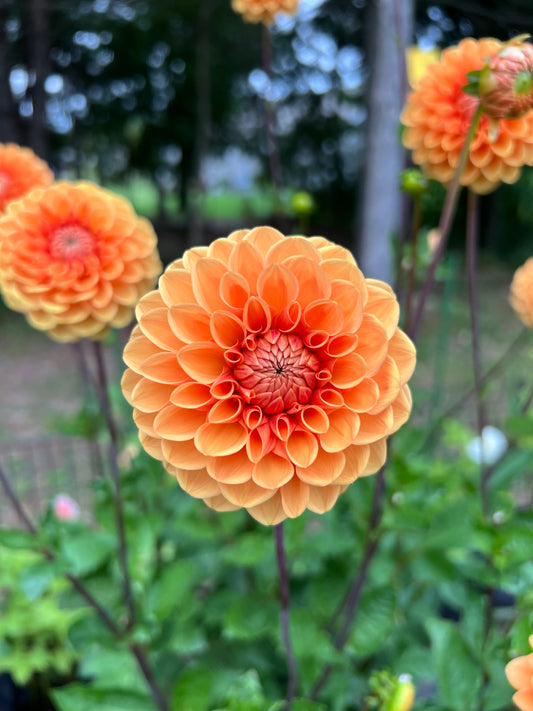 Maarn (Also known as Sylvia)