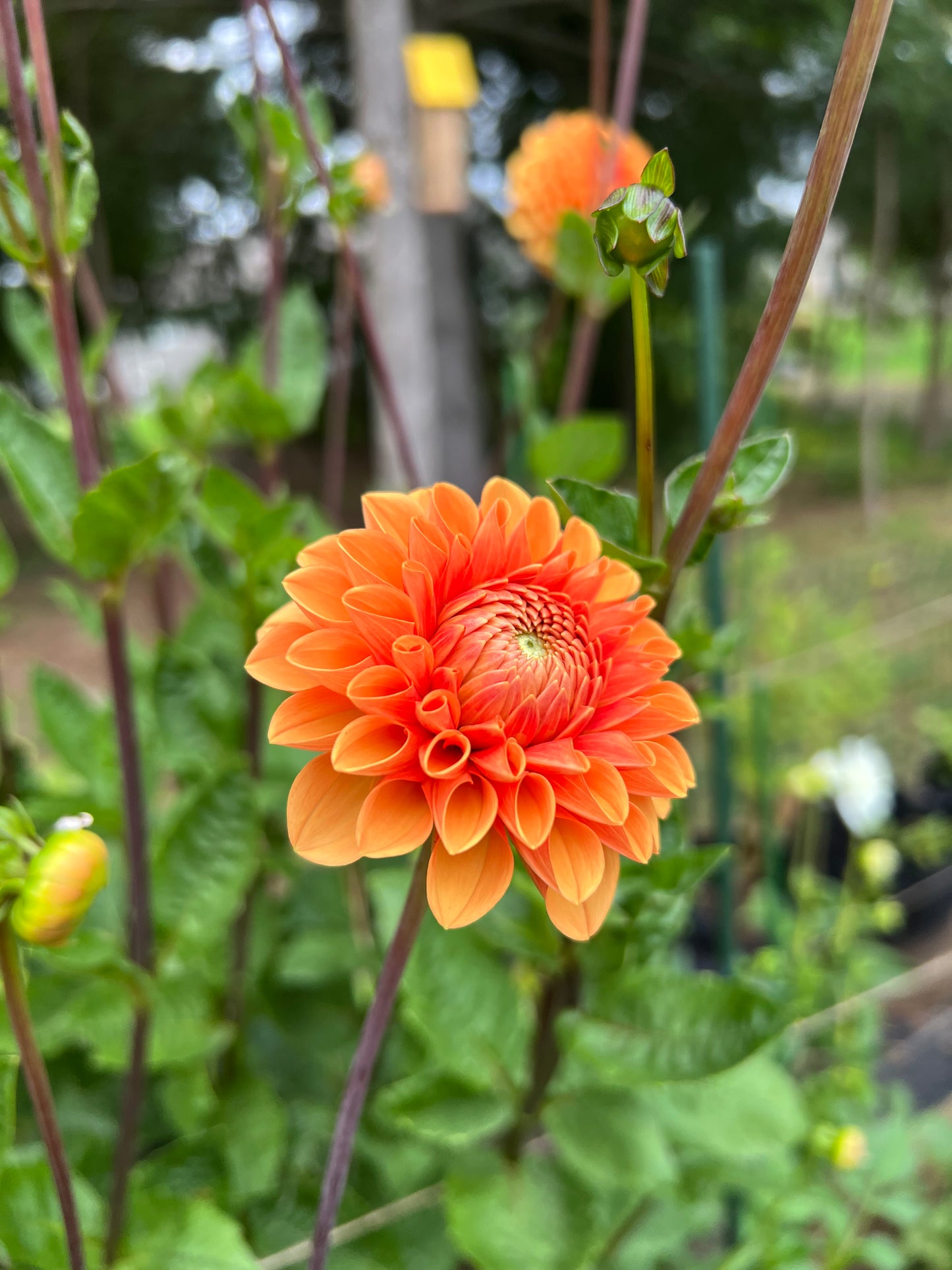 Maarn (Also known as Sylvia)