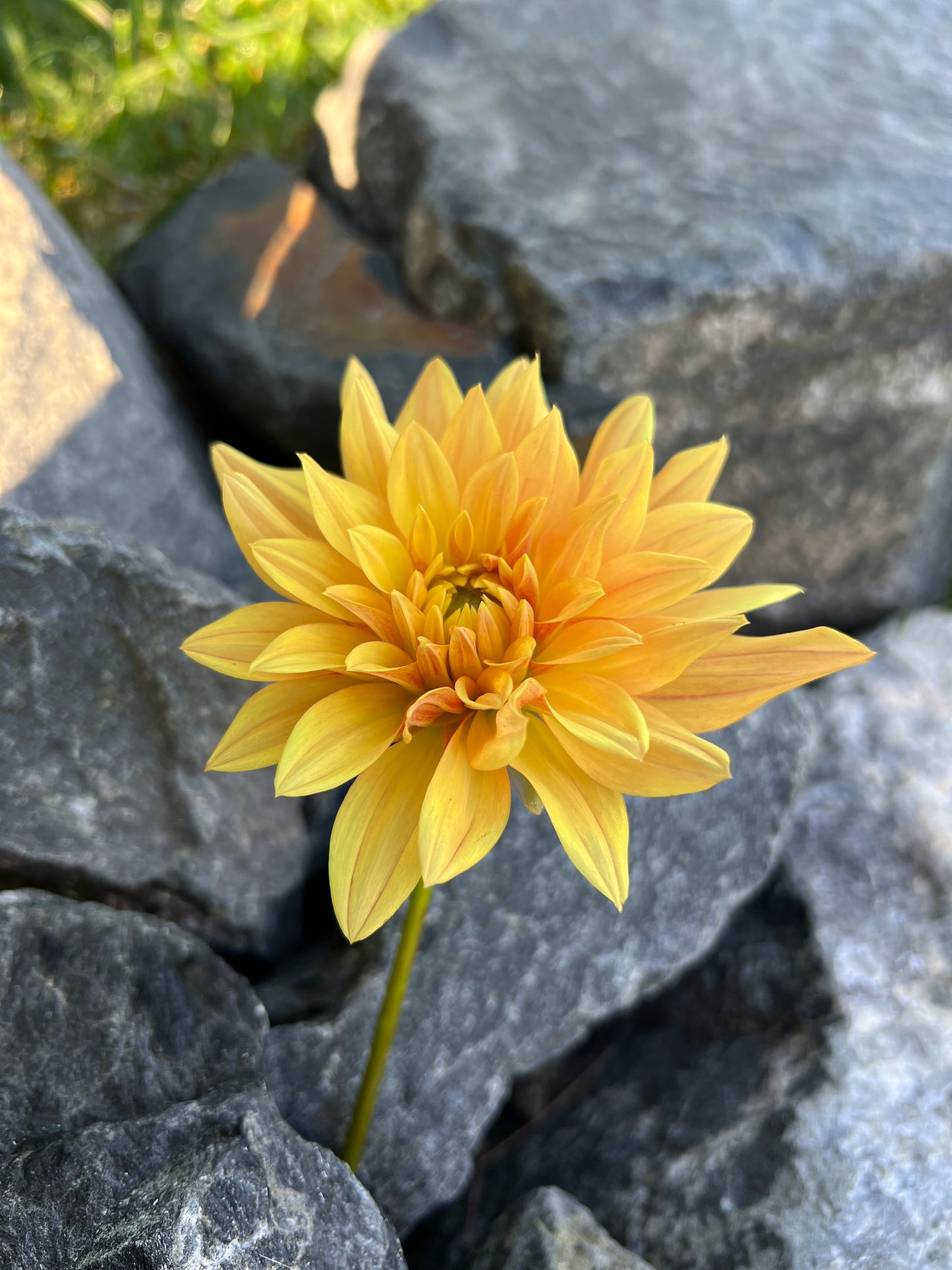 Coseytown Goldilocks