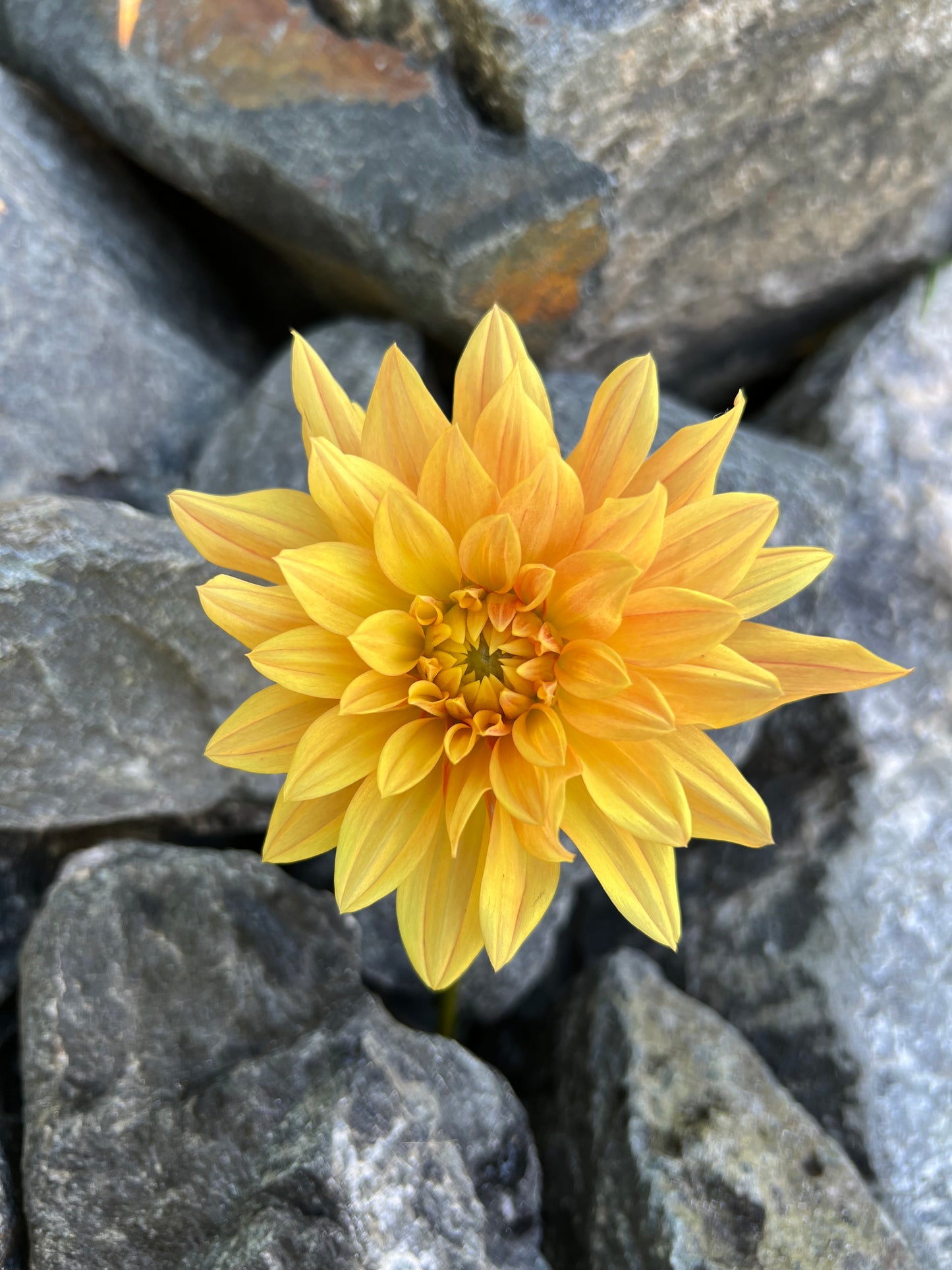 Coseytown Goldilocks