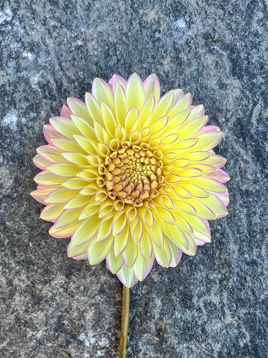 Bloomquist Blush
