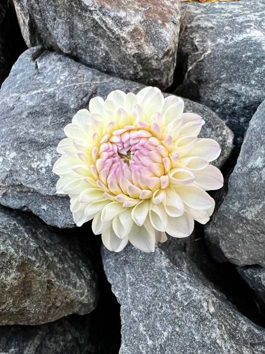 Hollyhill Miss White